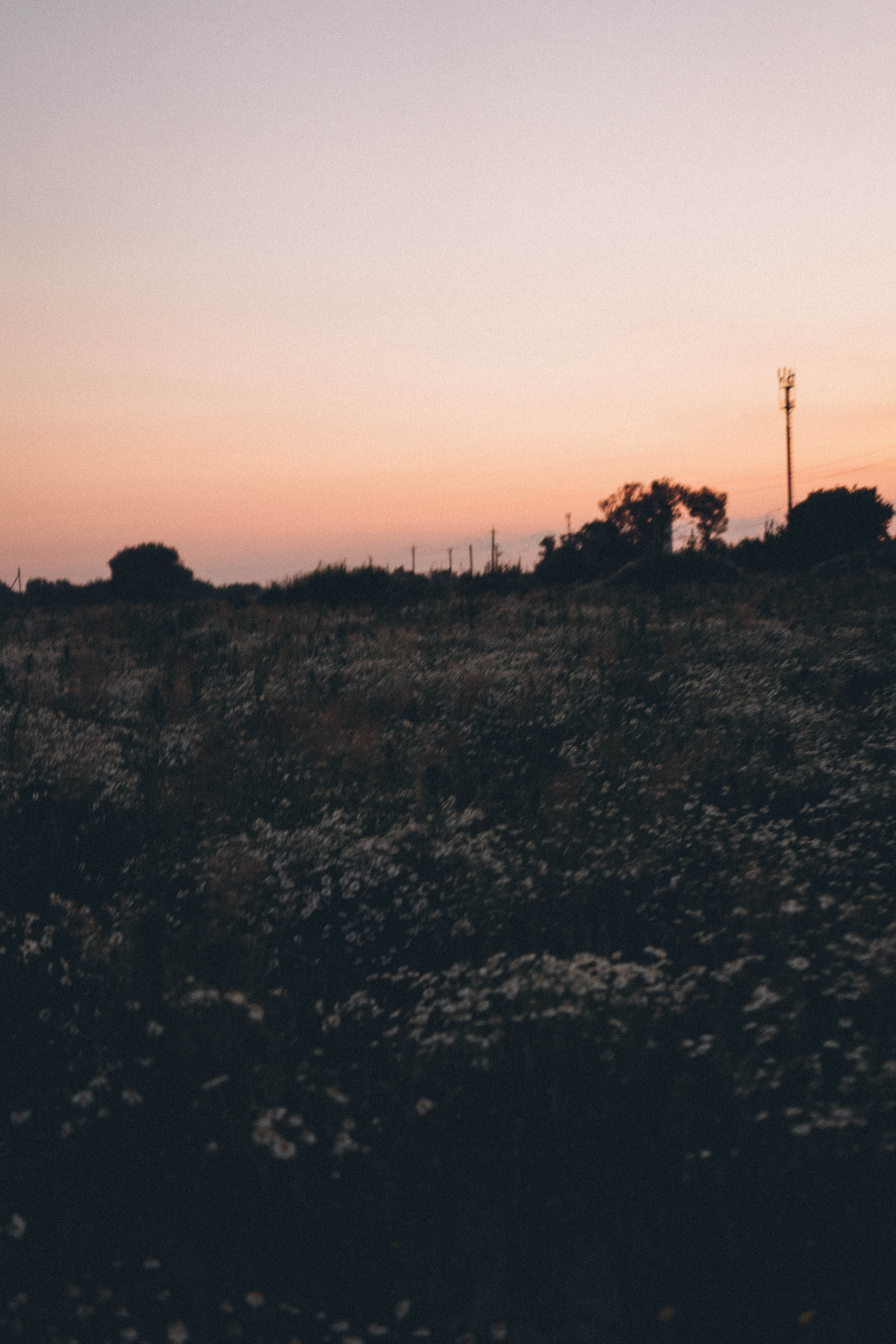 Ромашковое поле. Профессиональный фотограф, Санкт-Петербург — Виктория Богомолова