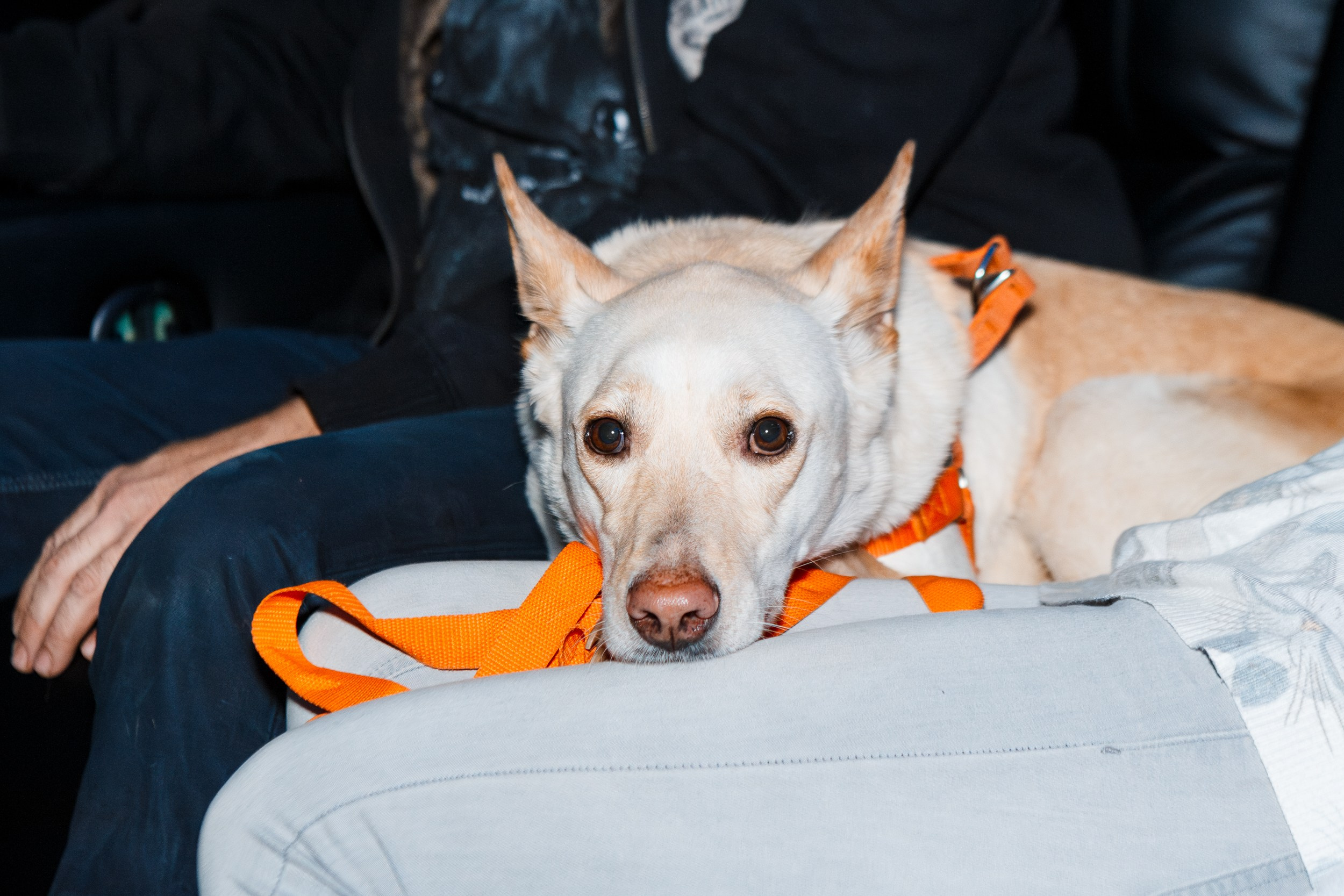 Dog-friendly киновечер от ФлагманВет. Ksenia de Rossi | Съемка в Самаре