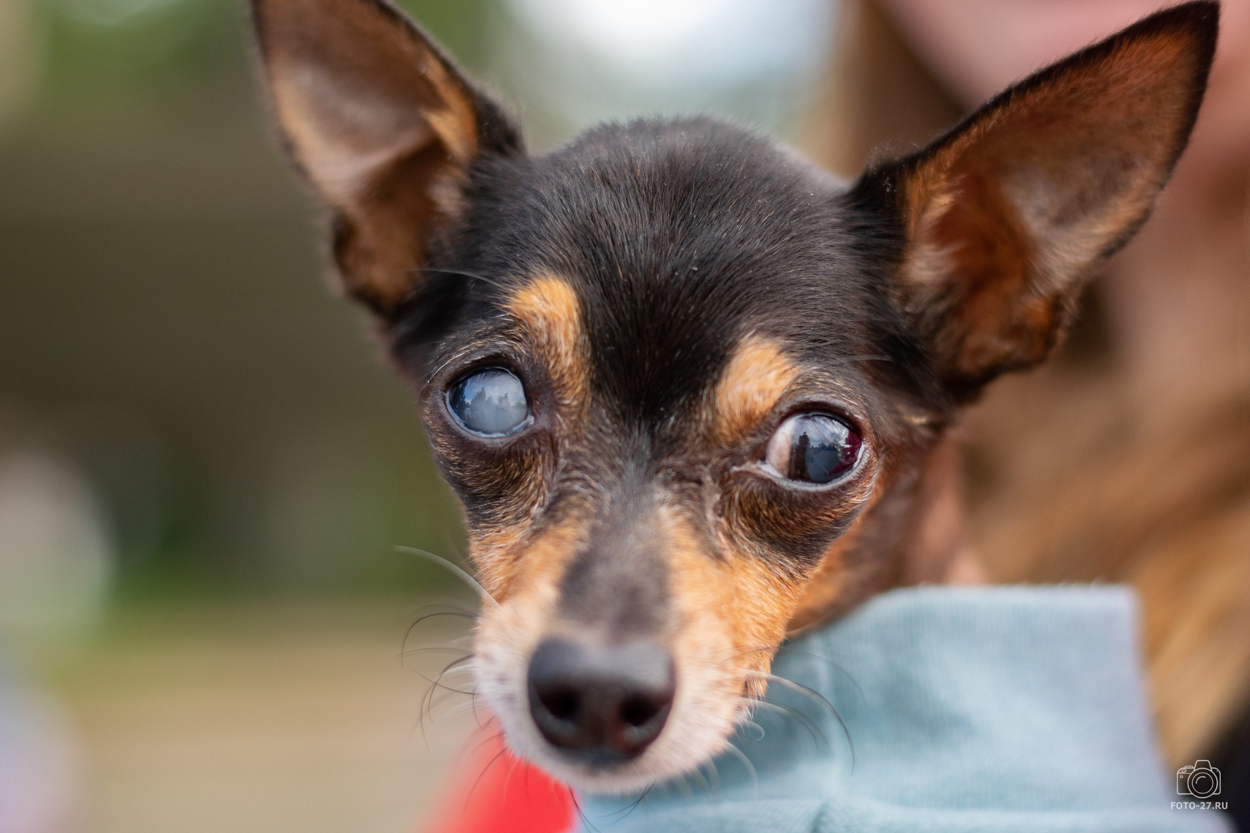 Антон Курдюмов фотограф в Хабаровске Рина Курдюмова фото27 foto27 Антон Дорофеев репортажный репортаж документалист Тони и Рина фотосоздатели Международный фестиваль Рок в защиту животных Хабаровск