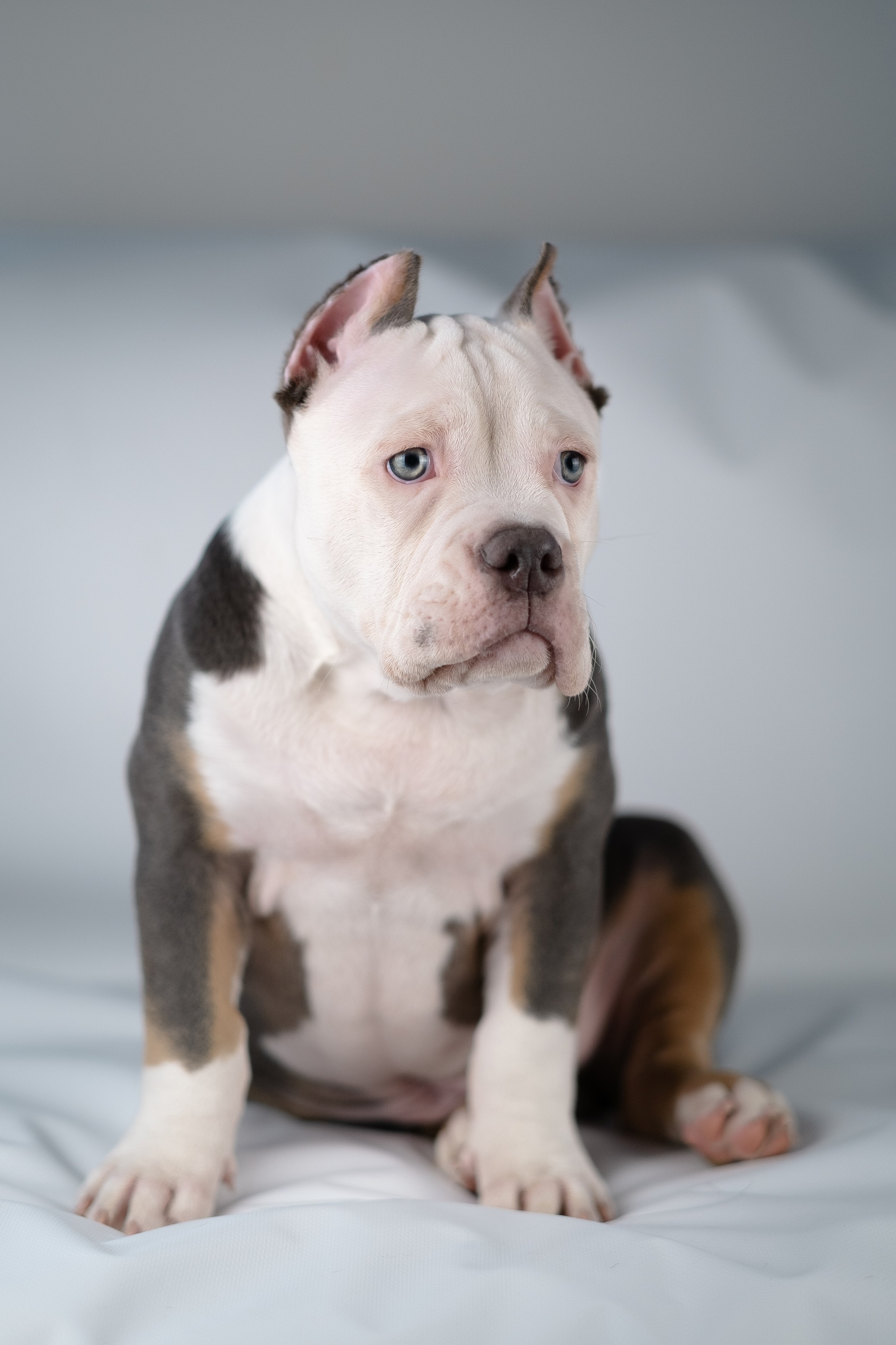 Зевс. Фотограф и видеограф анималист Аганина Дарья