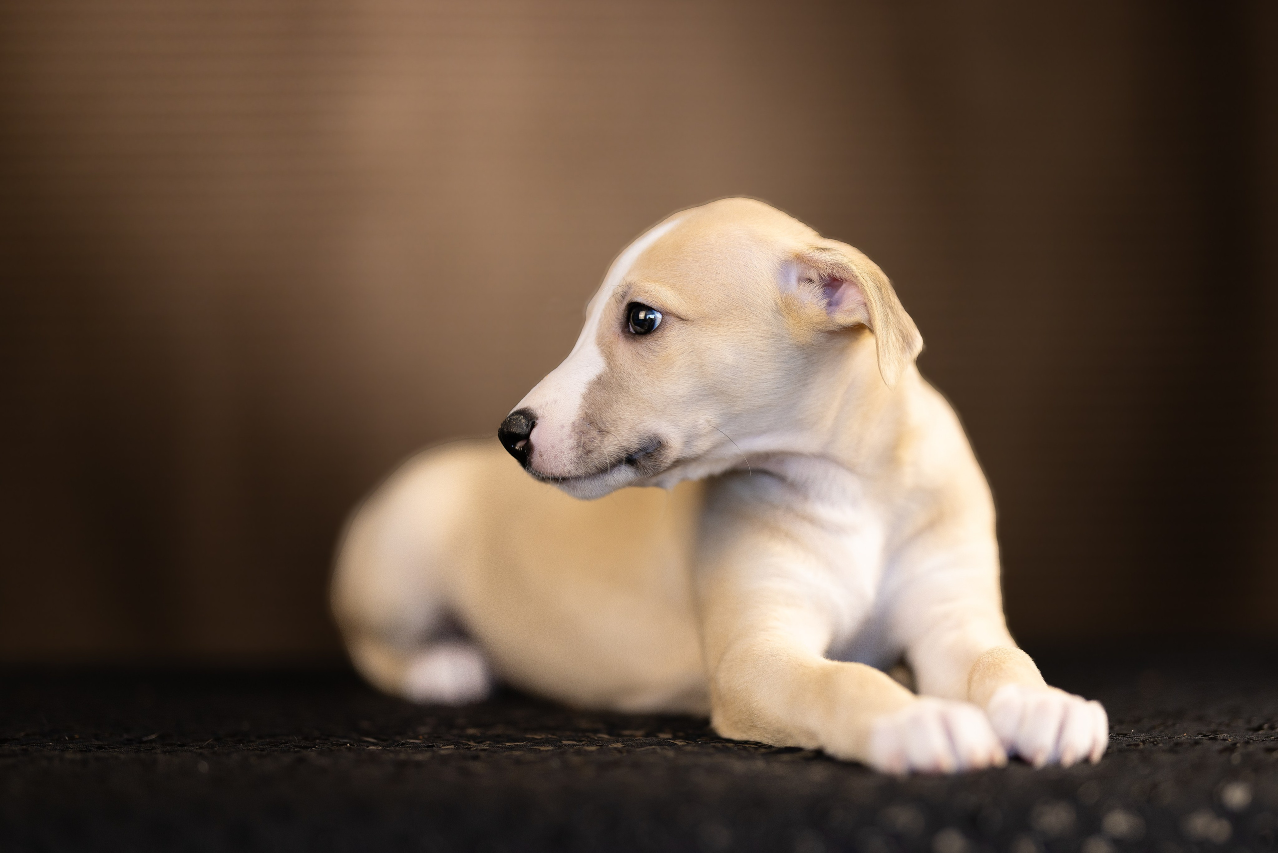 Уиппет. Фотограф и видеограф анималист Аганина Дарья