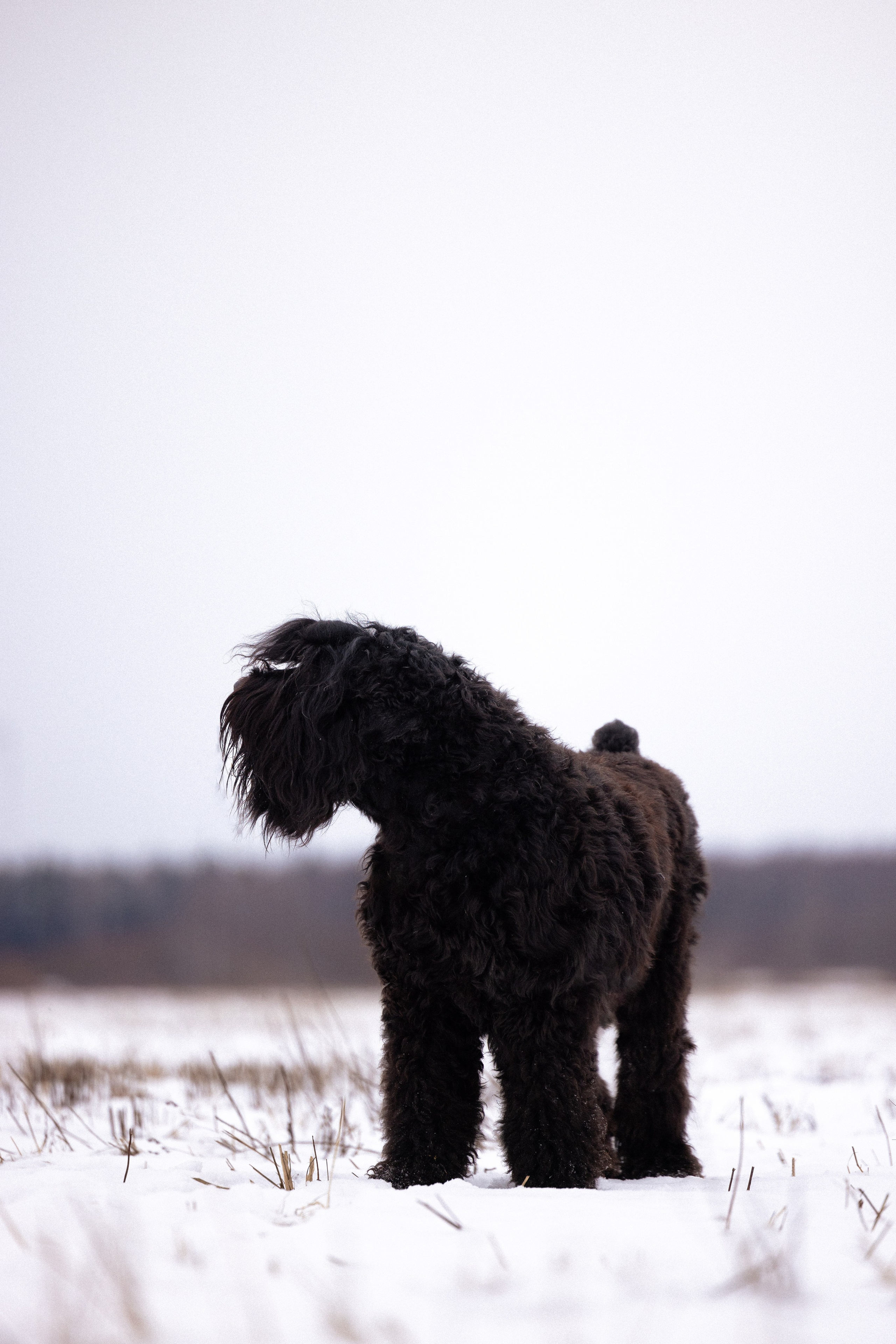 Анастасия и Ирга. Фотограф и видеограф анималист Аганина Дарья