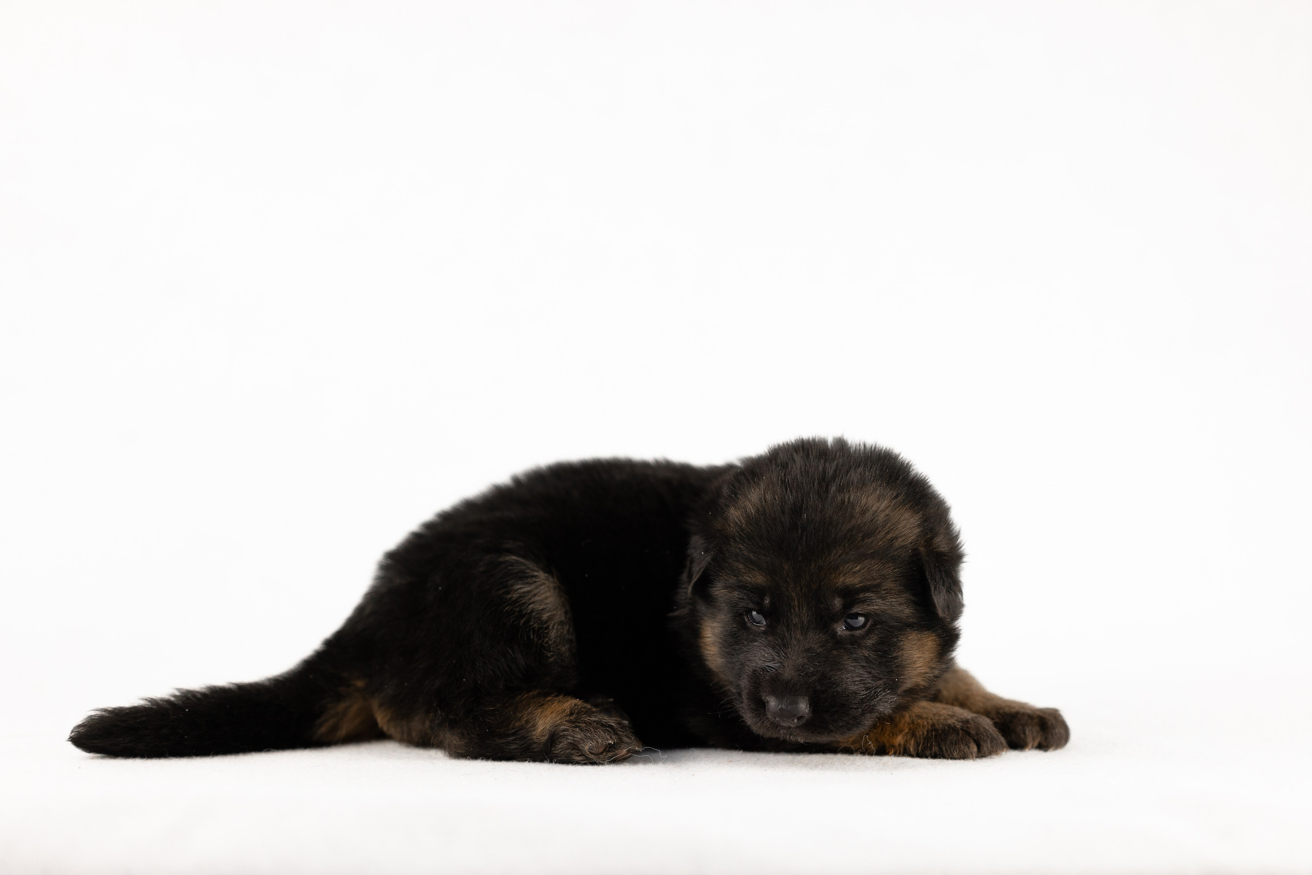 Немецкая овчарка. Фотограф и видеограф анималист Аганина Дарья