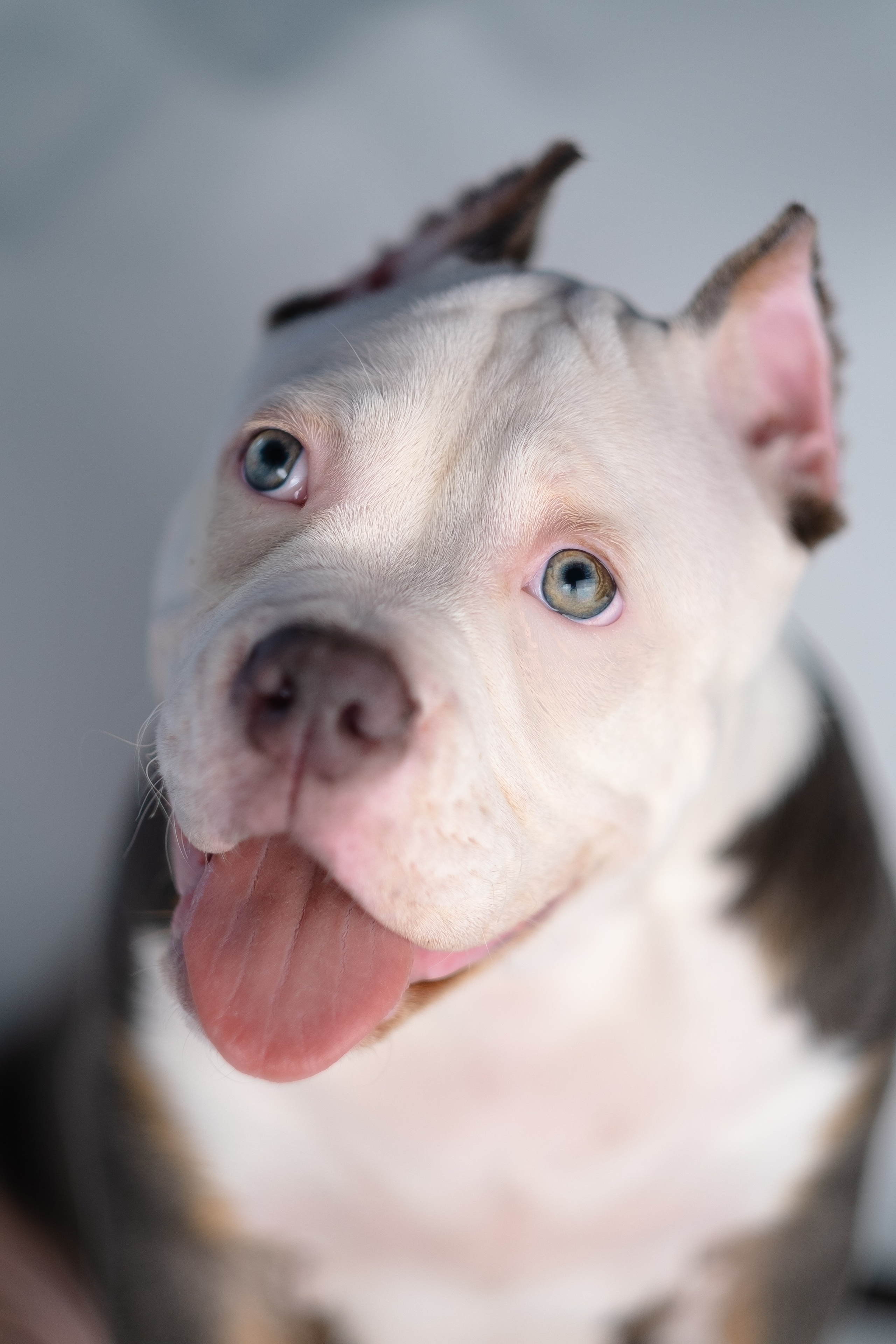 Зевс. Фотограф и видеограф анималист Аганина Дарья