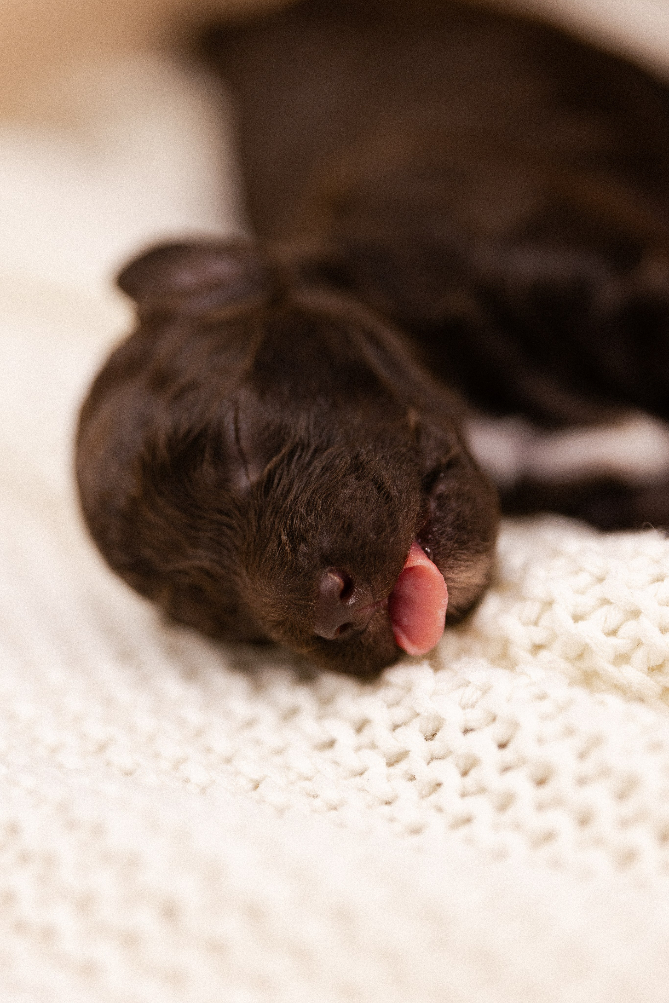 Лаготто Романьоло. Фотограф и видеограф анималист Аганина Дарья