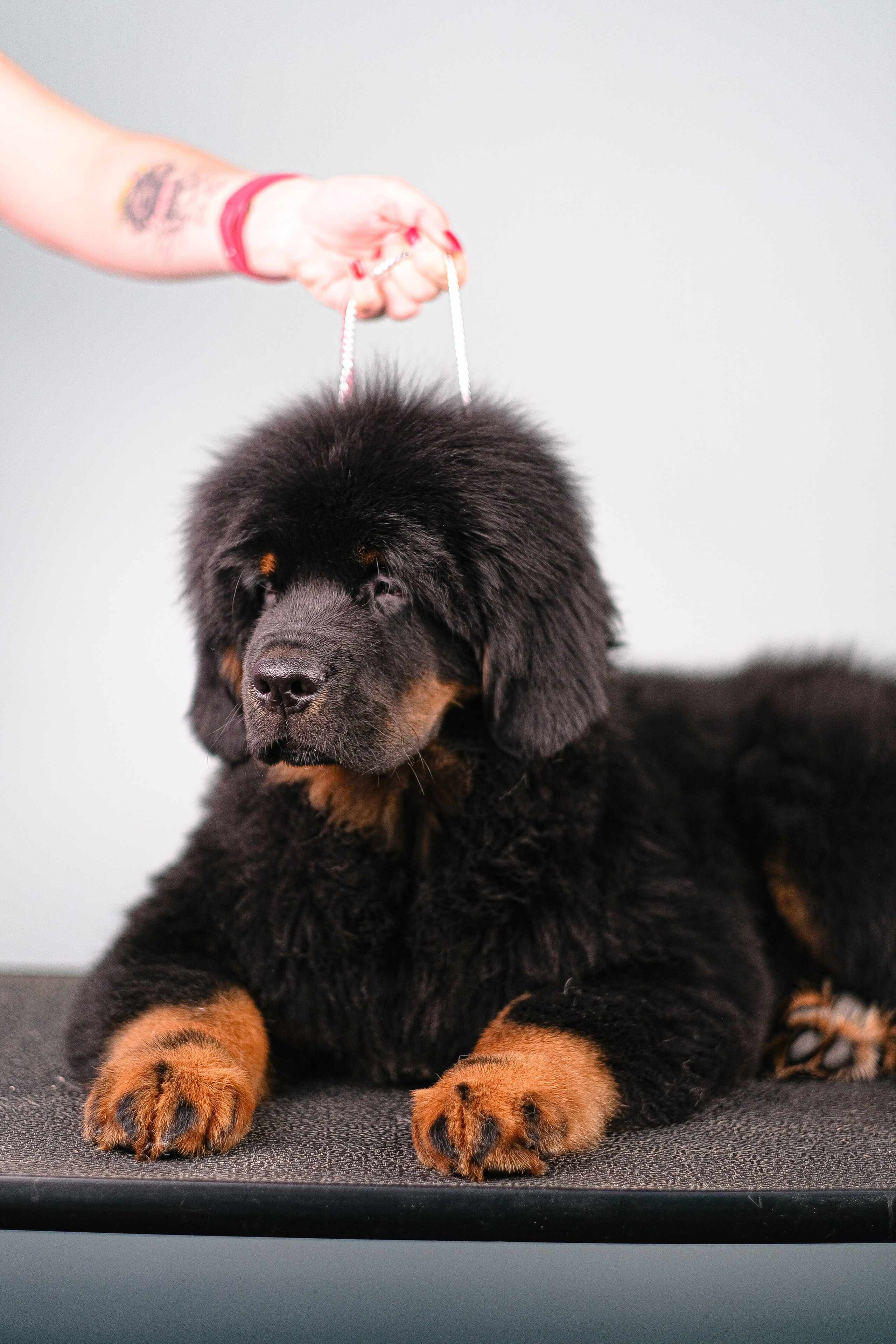 Тибетский мастиф. Фотограф и видеограф анималист Аганина Дарья