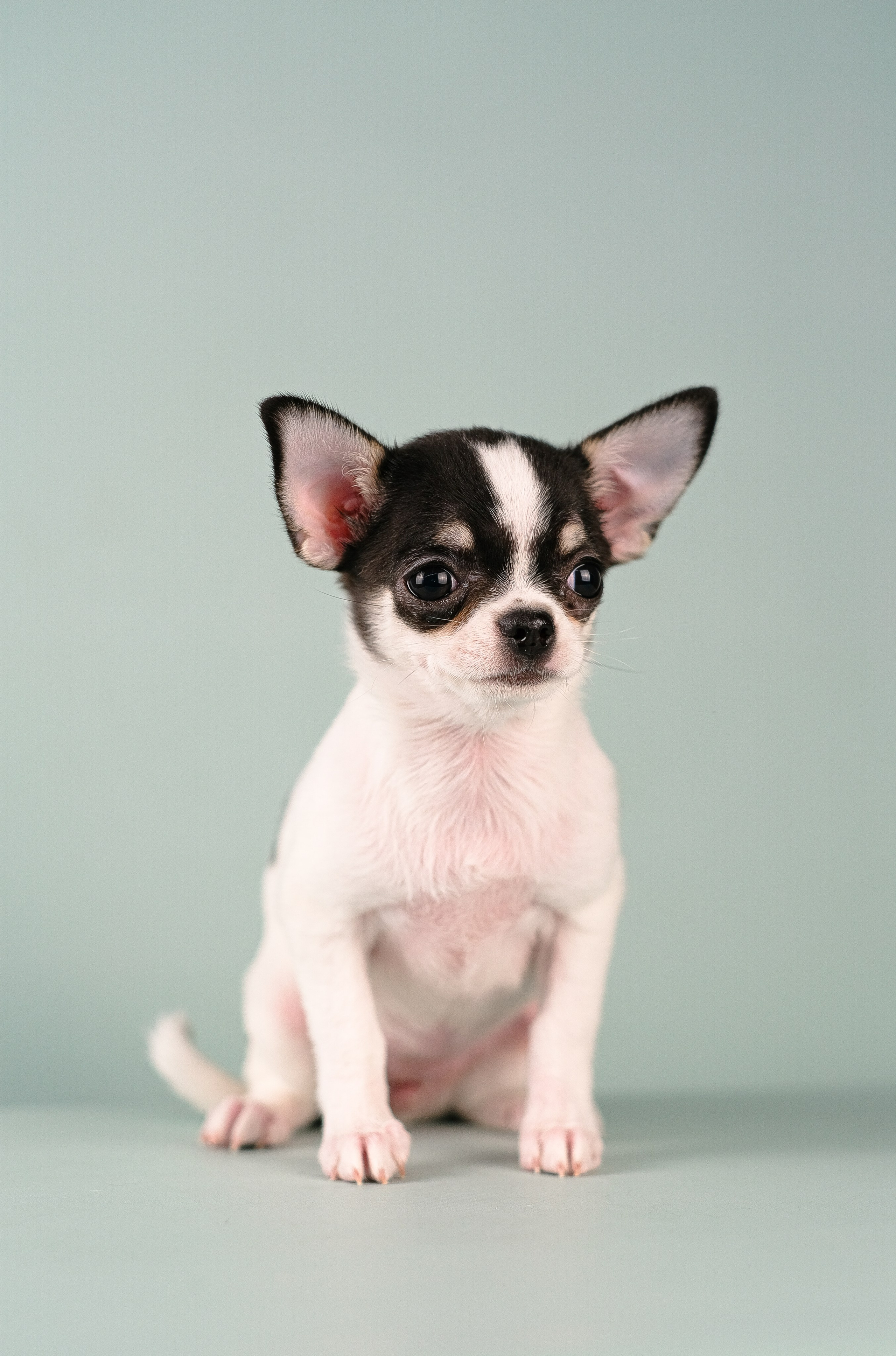 Чихуа хуа. Фотограф и видеограф анималист Аганина Дарья