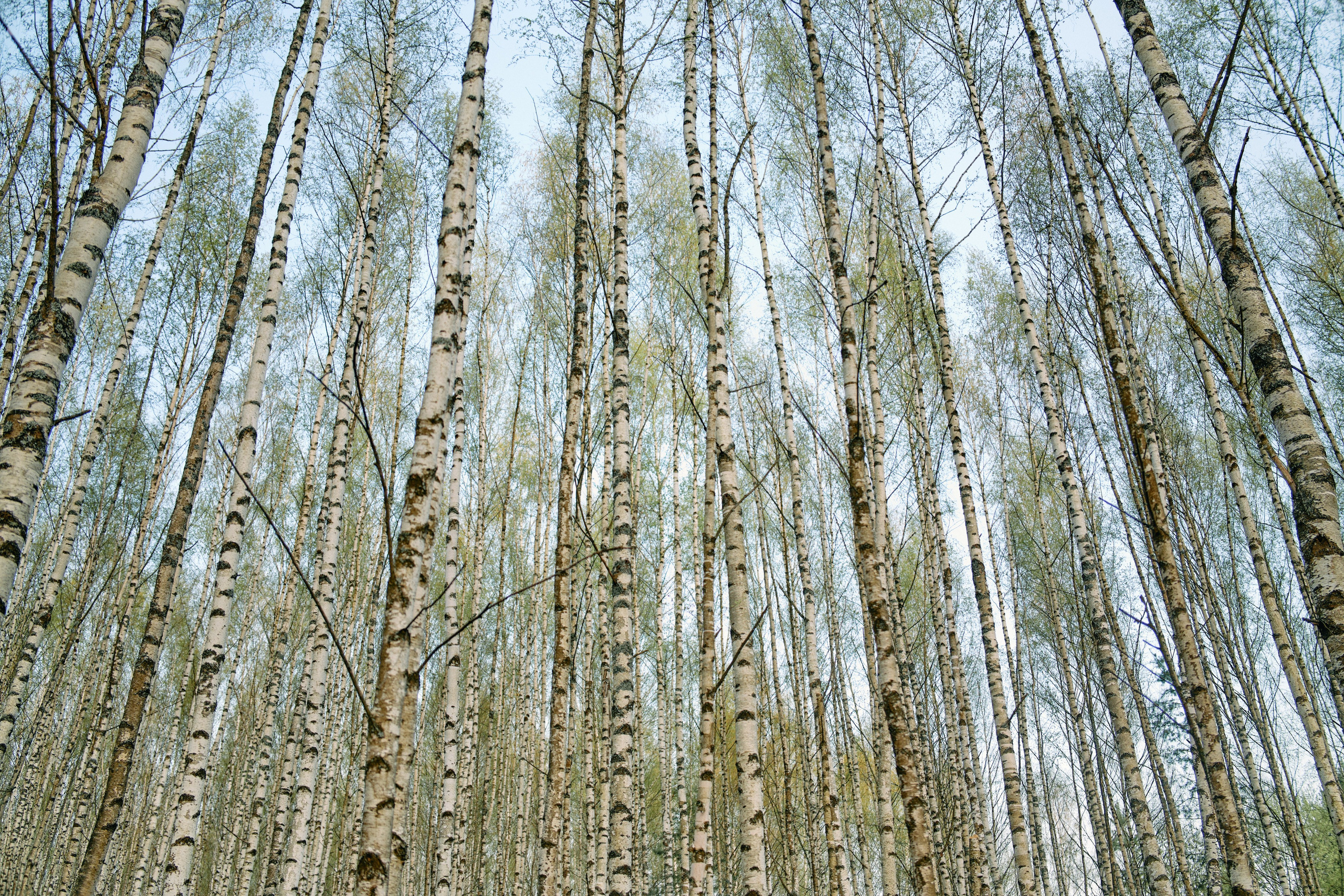 Бутик-отель Поле летом. Профессиональный Фотограф во Владимире, в Москве и в Суздале — Полина Романычева