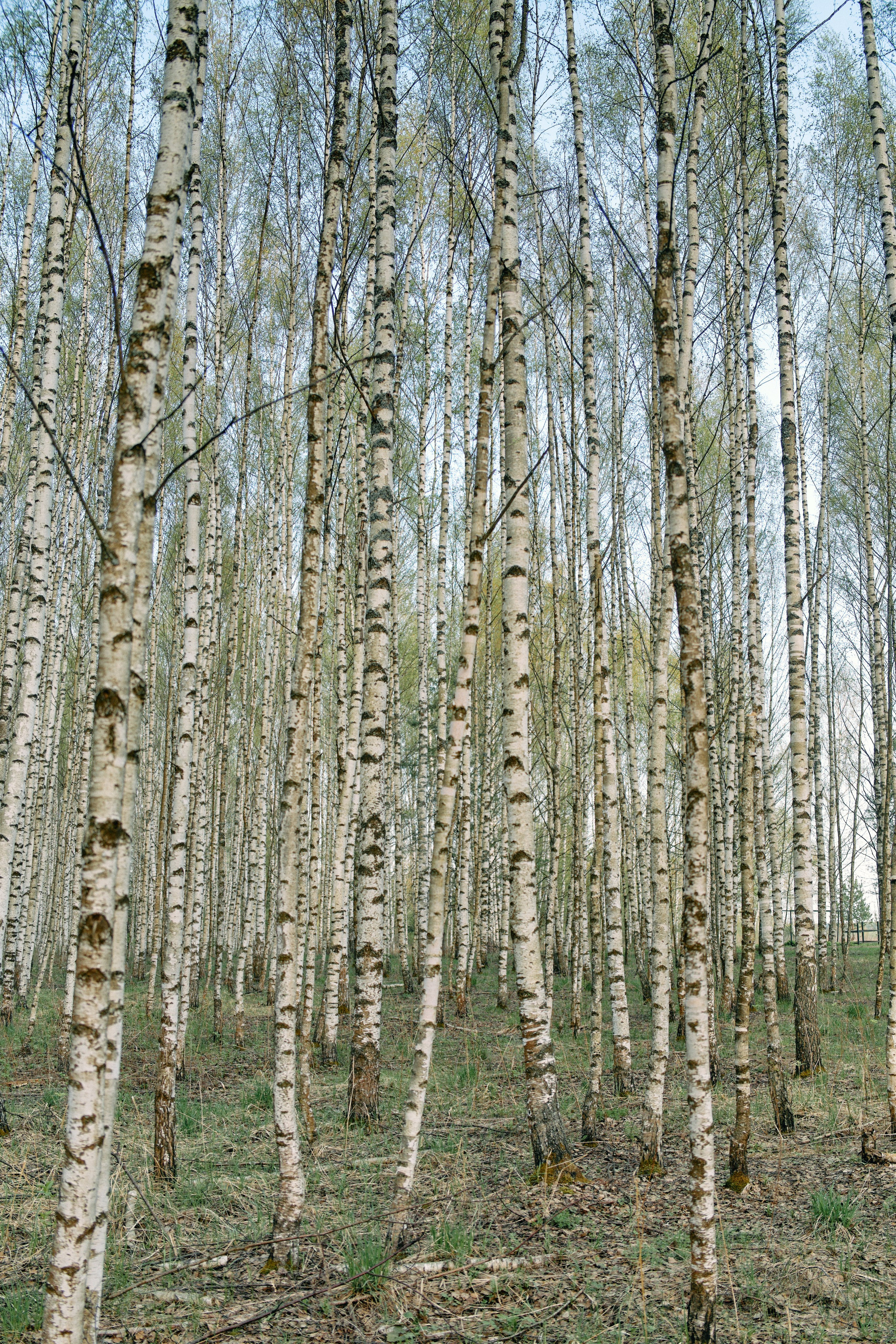 Бутик-отель Поле летом. Профессиональный Фотограф во Владимире, в Москве и в Суздале — Полина Романычева