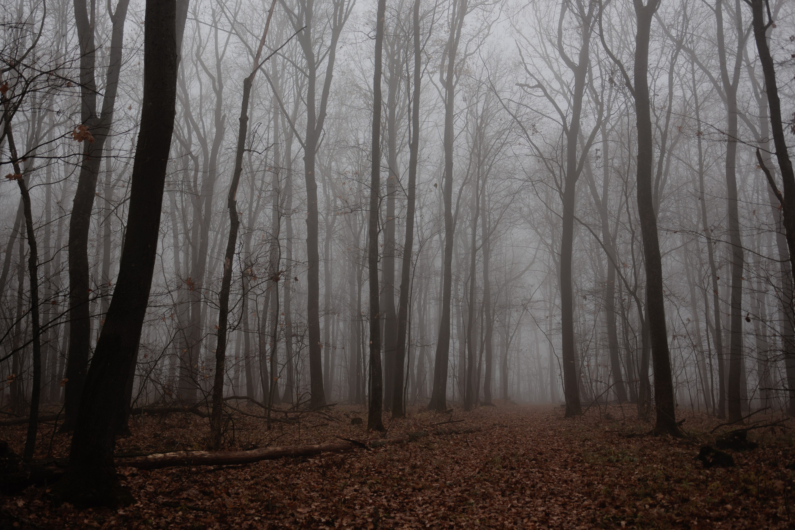 В туманном лесу. Семейный фотограф в Белгороде