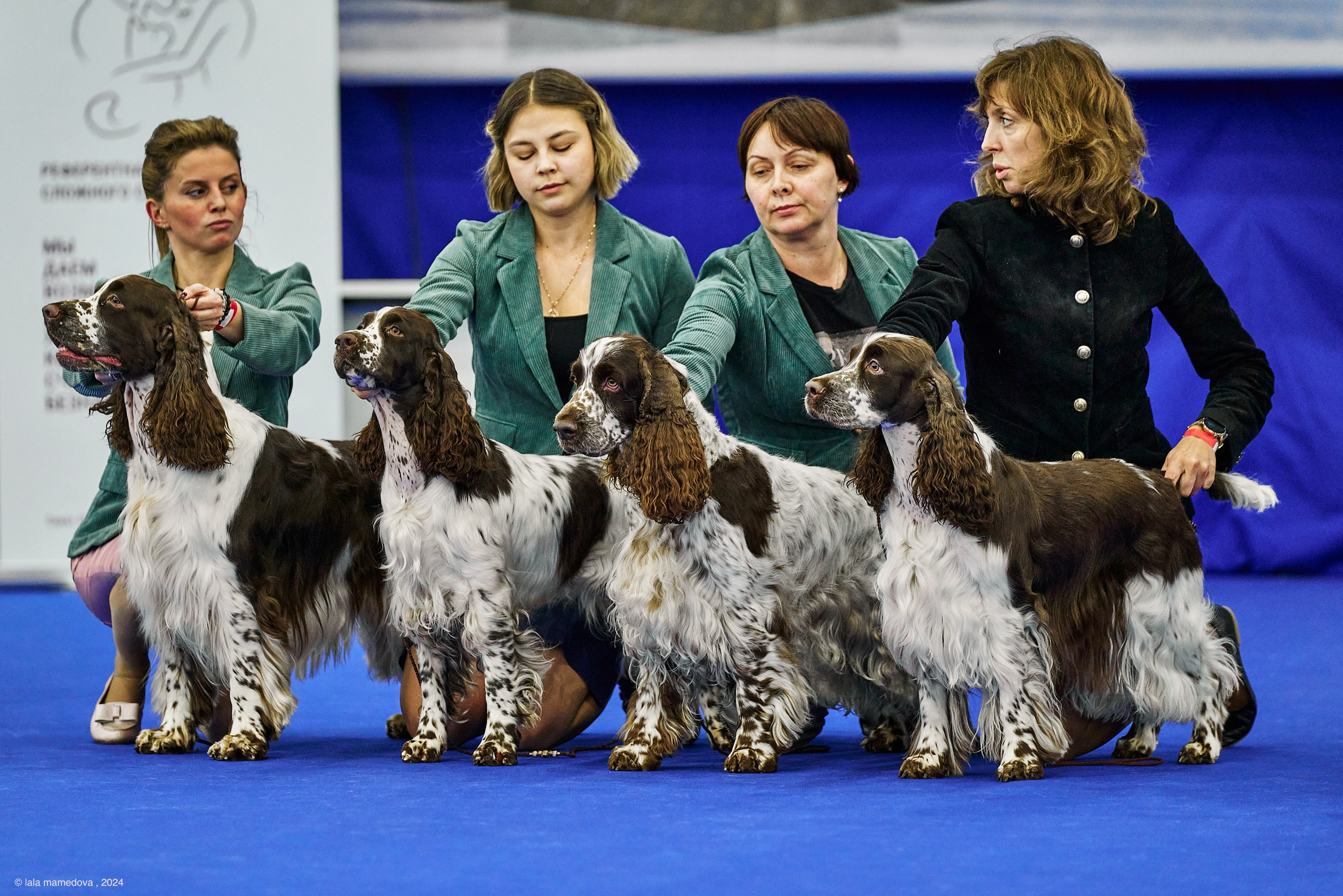 РЕЙТИНГОВАЯ ВЫСТАВКА СОБАК ВСЕХ ПОРОД С ОСОБЫМ СТАТУСОМ"НЕВСКИЙ ПОБЕДИТЕЛЬ-2024-2"