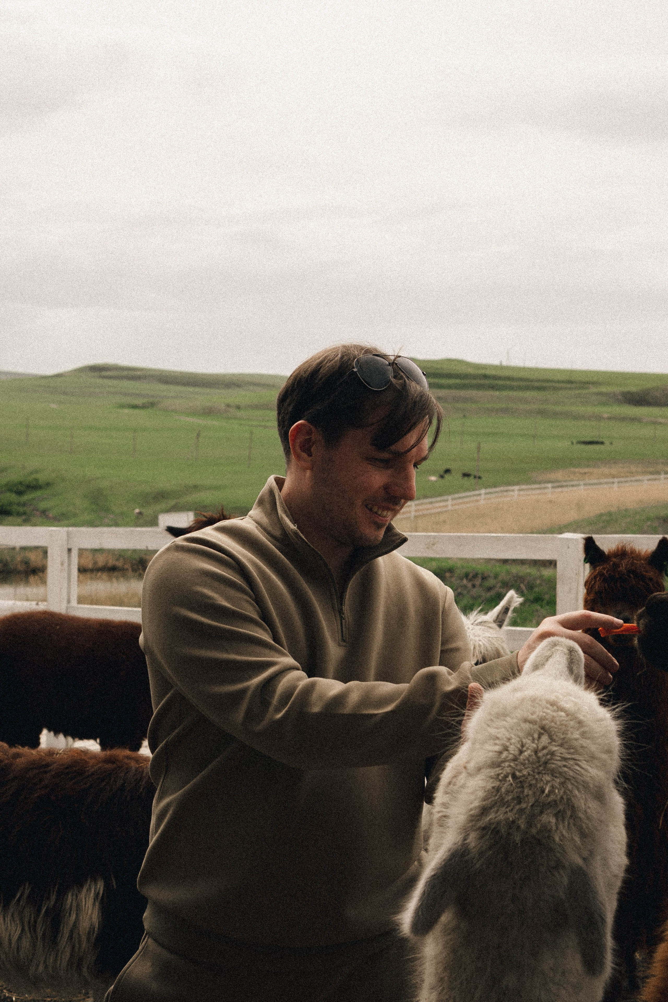 Ферма Альпак. Профессиональный фотограф, Санкт-Петербург — Виктория Богомолова