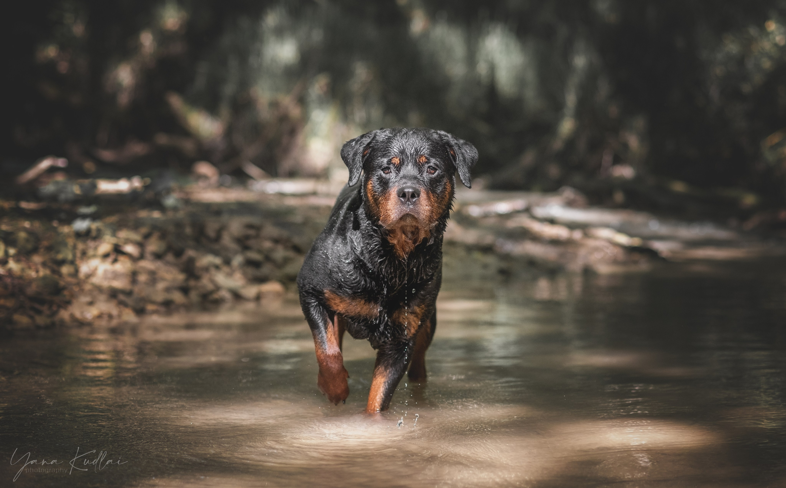 Фотограф анималист Ставрополь Яна Кудлай