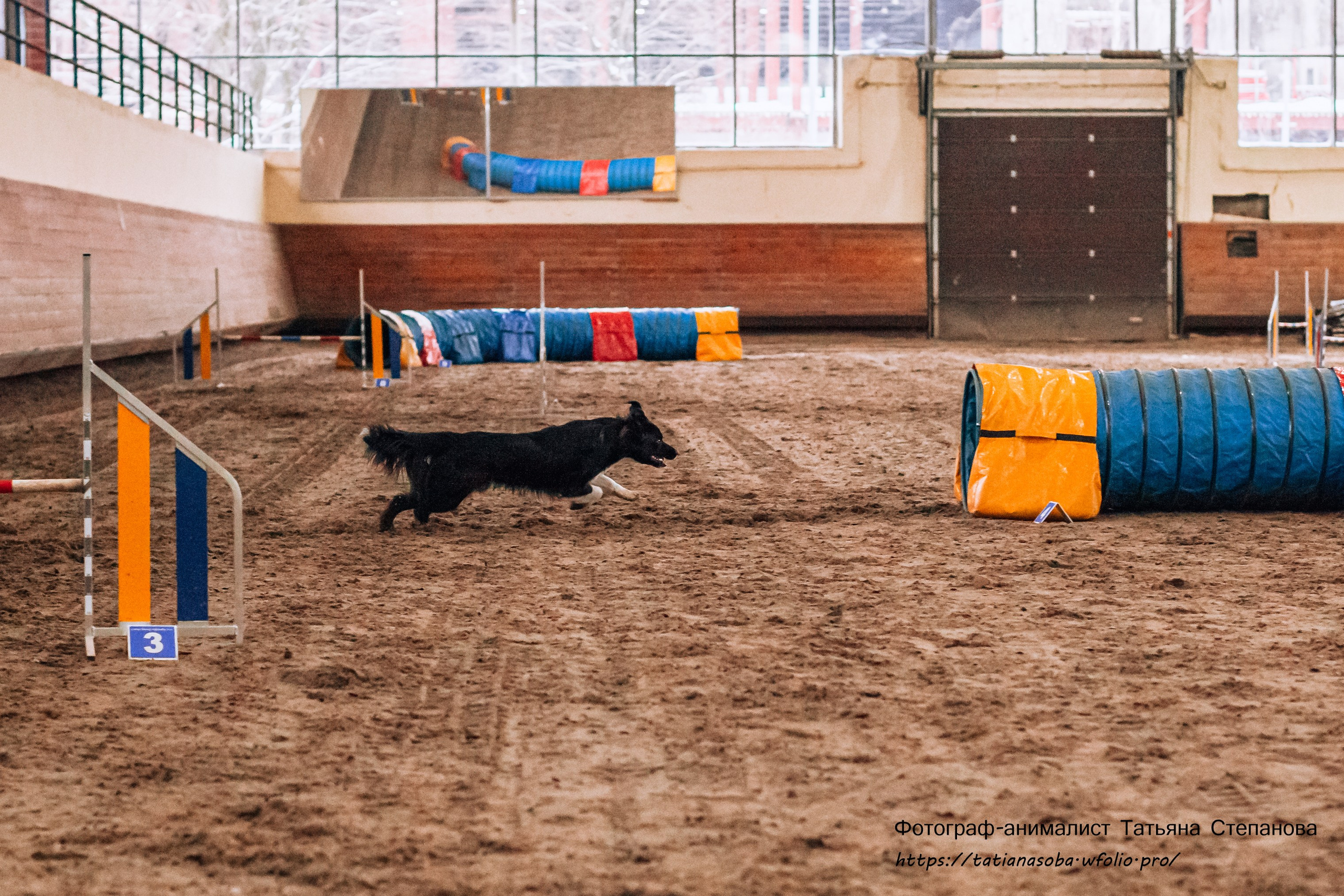 Соревнования по Аджилити 25.02.2024. Фотограф-анималист Татьяна Степанова