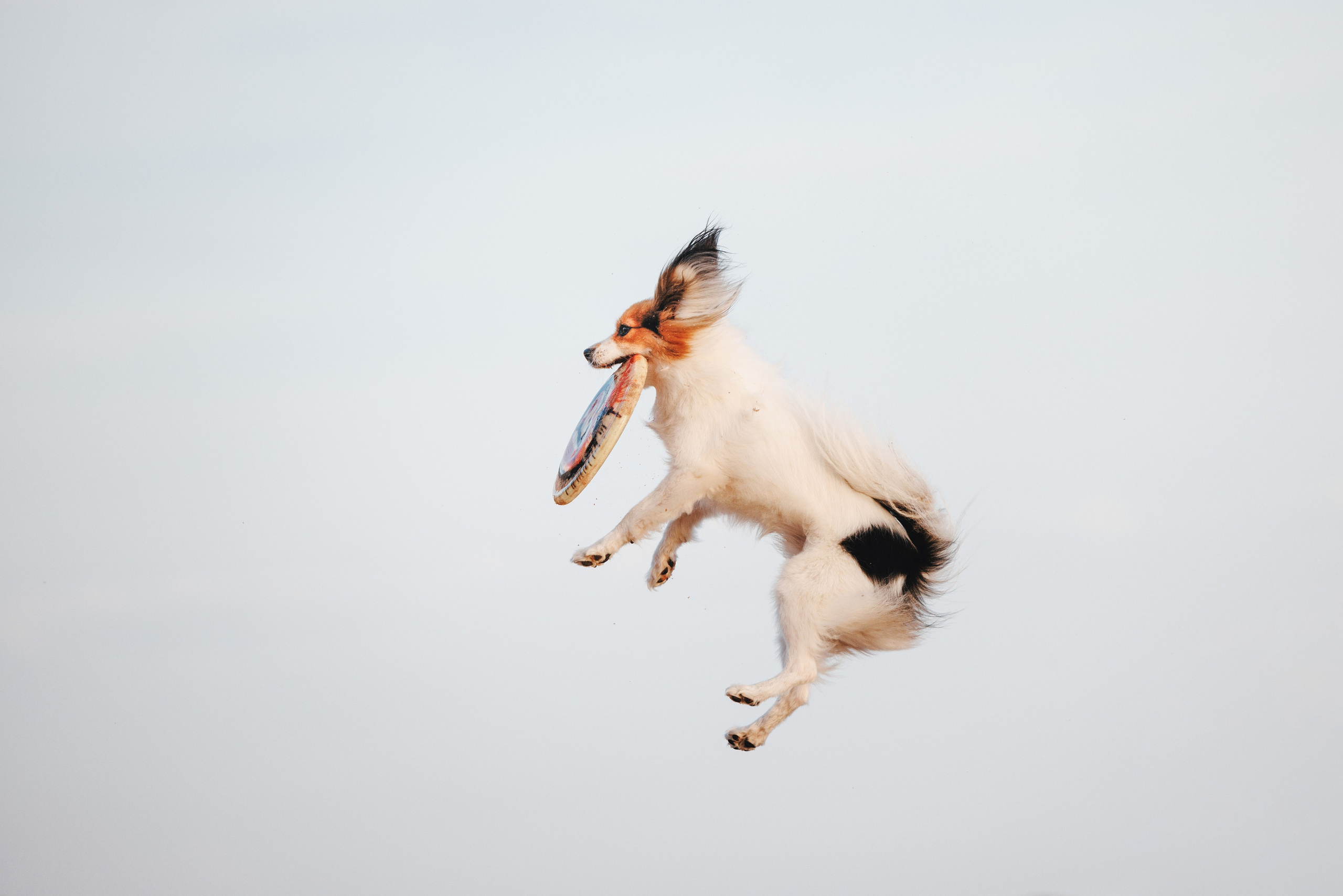 Рита, Маша и много собак. Фотограф анималист Осипчикова Мария