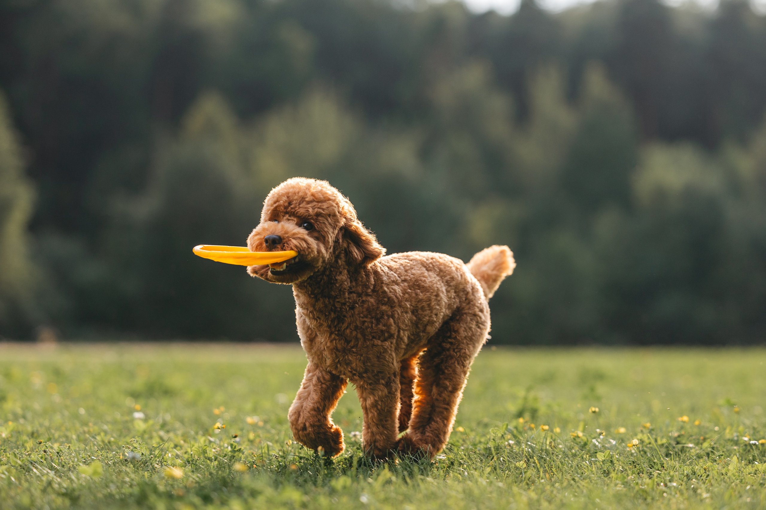 Джек. Фотограф Анималист в Москве Анастасия Жучкова