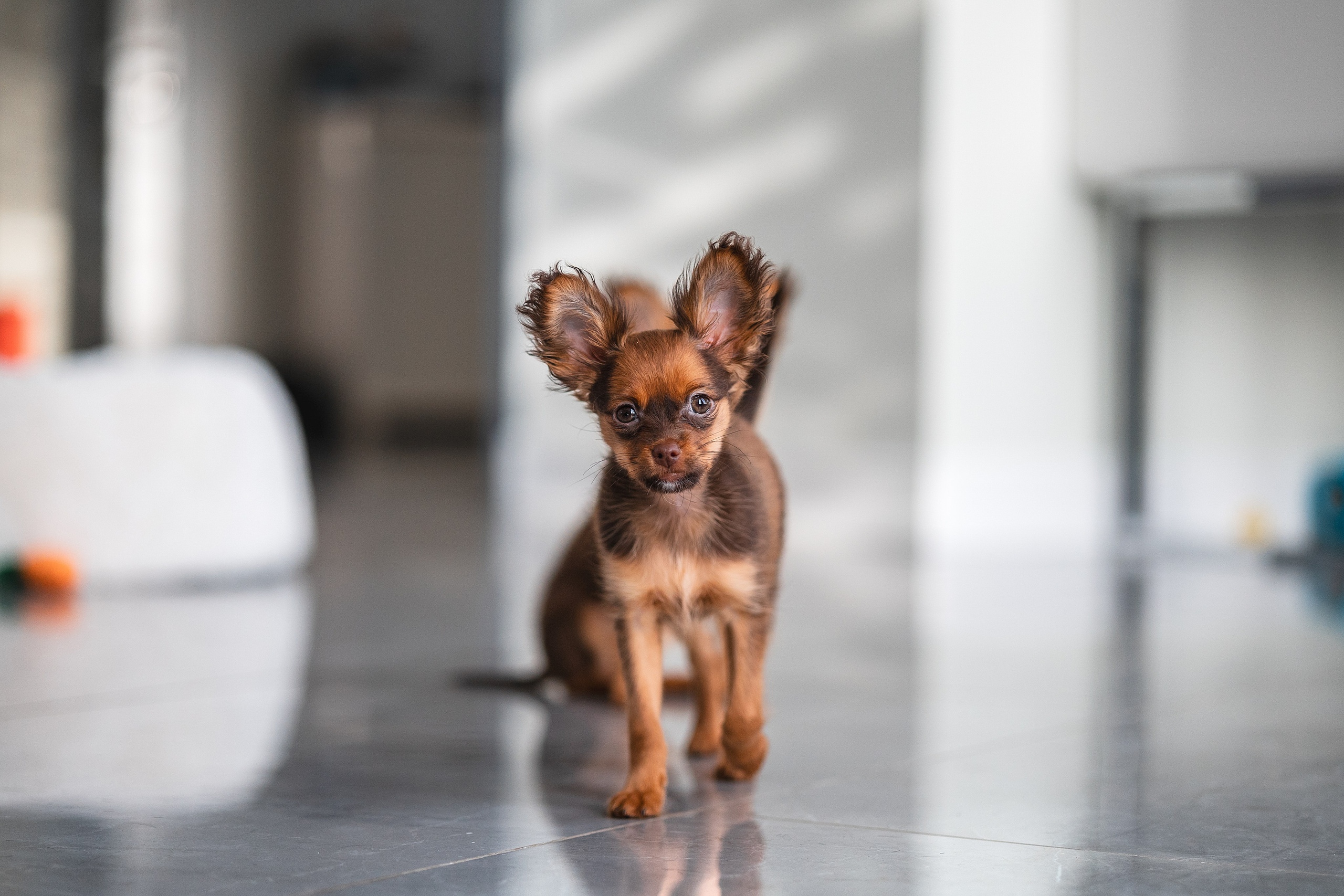 Малыши Той Терьер. Фотограф Анималист в Москве Анастасия Жучкова