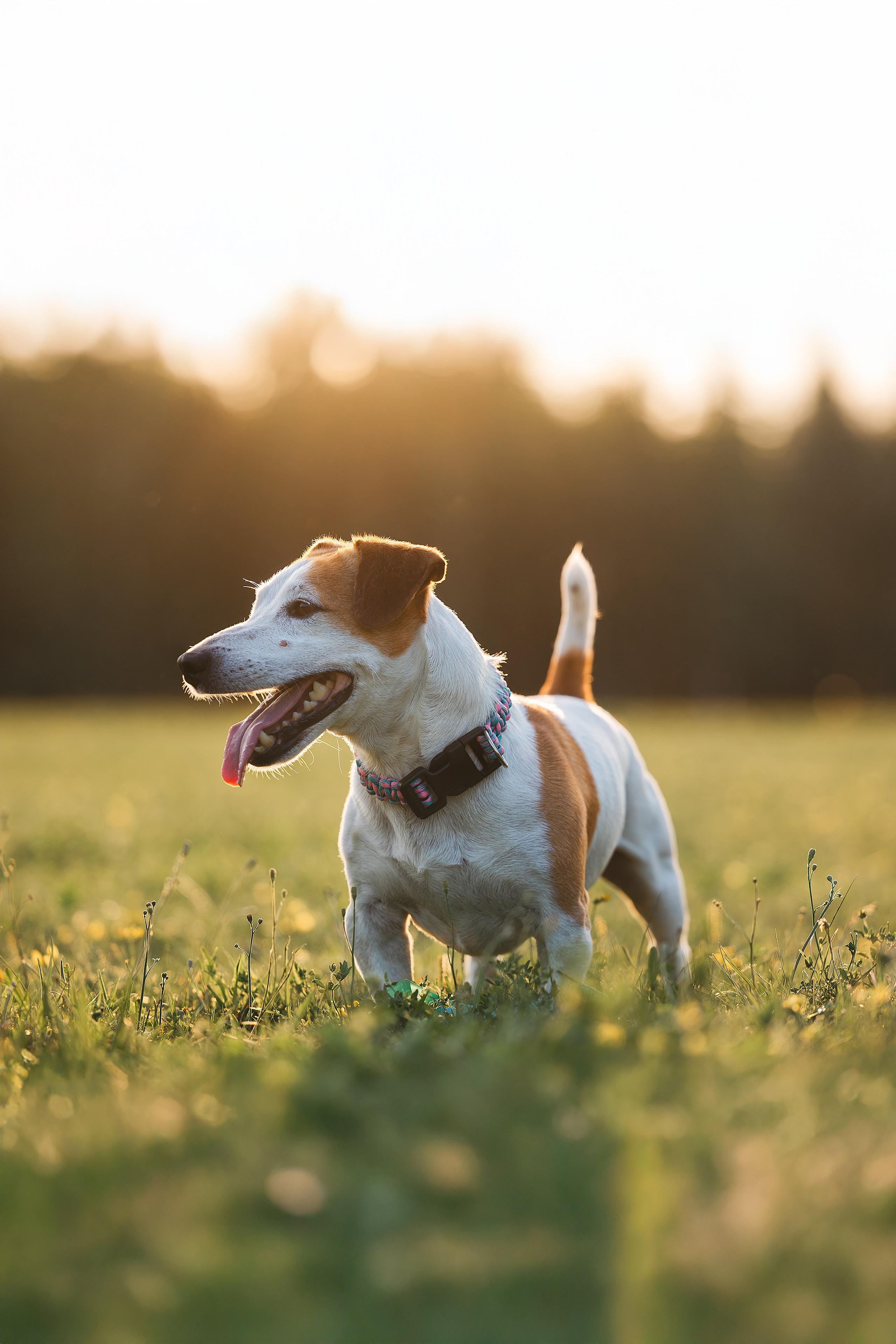 Юлиана и Риф (в обработке). Фотограф Анималист в Москве Анастасия Жучкова