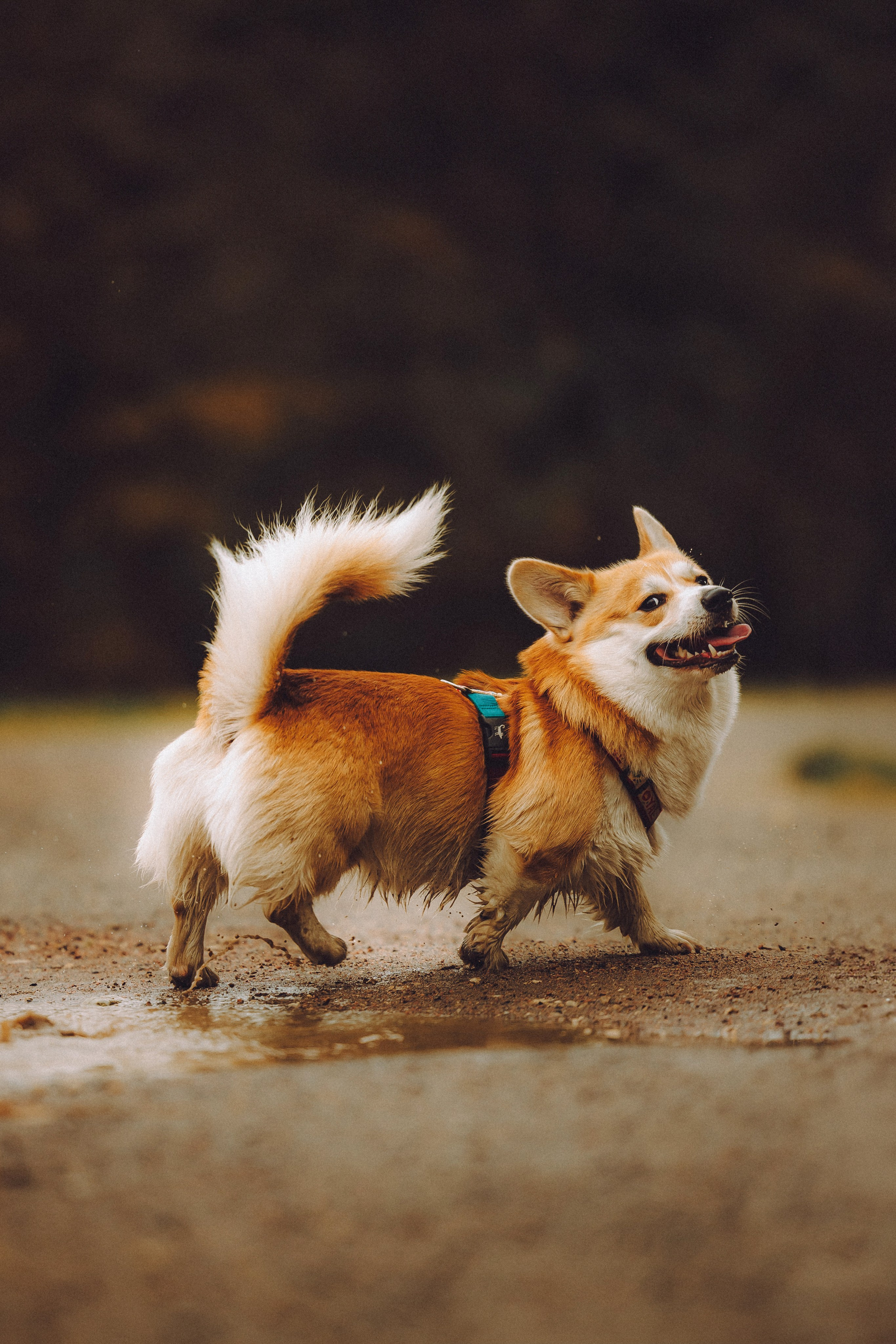 Вирджик и его семья