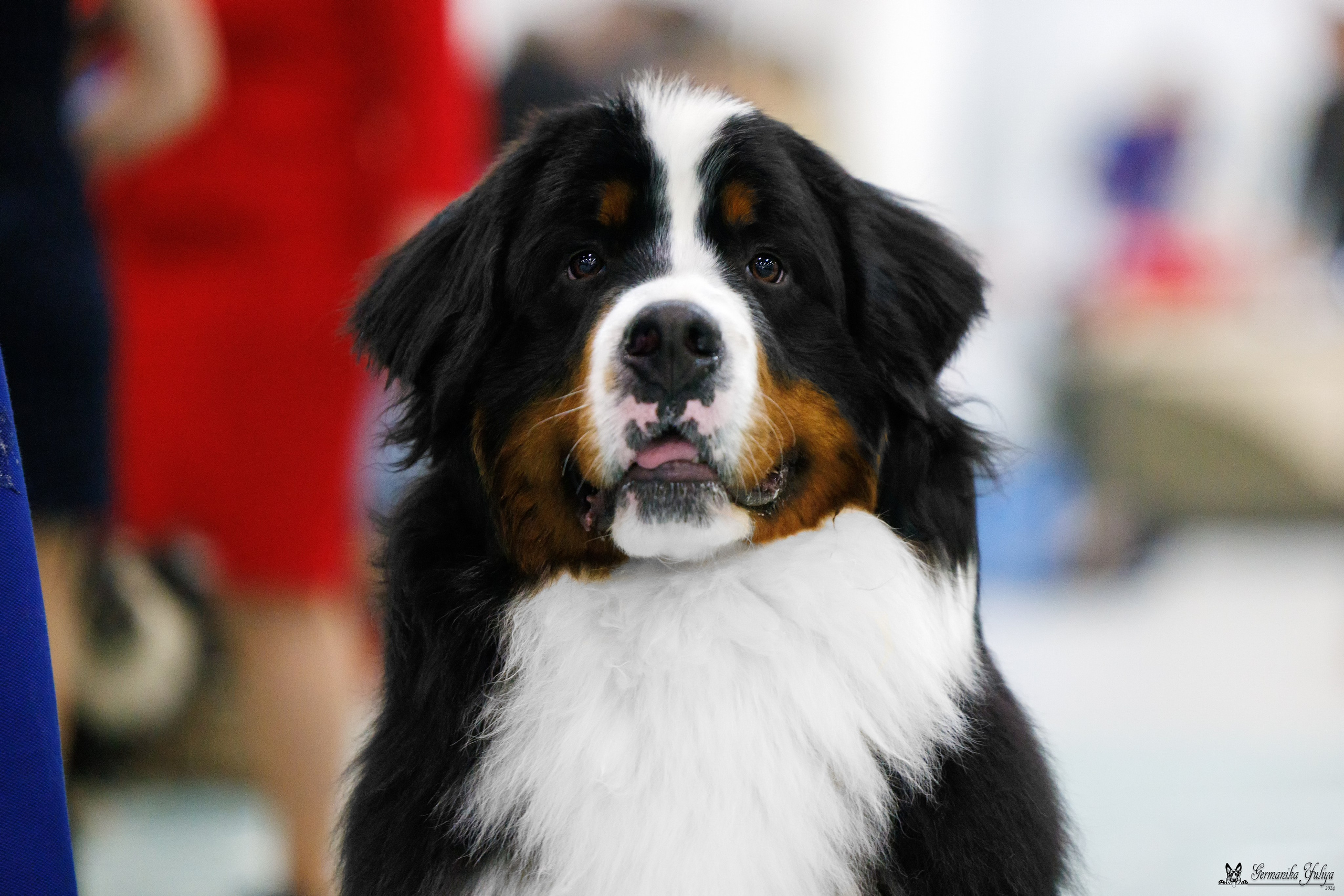 Сабанеевка 26-27.01.2024. Фотограф-анималист Юлия Германика