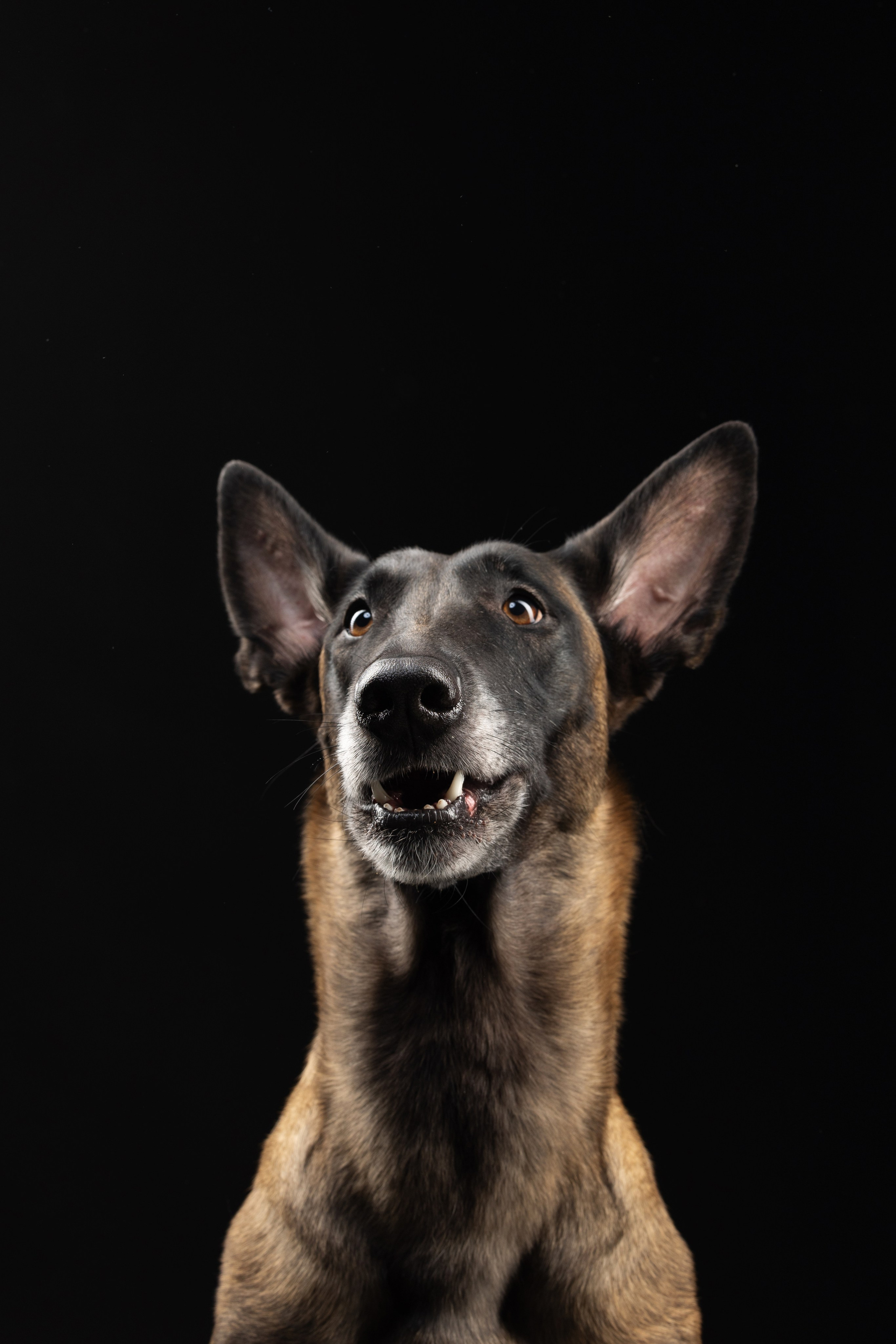 Жара и Делфи. Фотограф анималист Осипчикова Мария