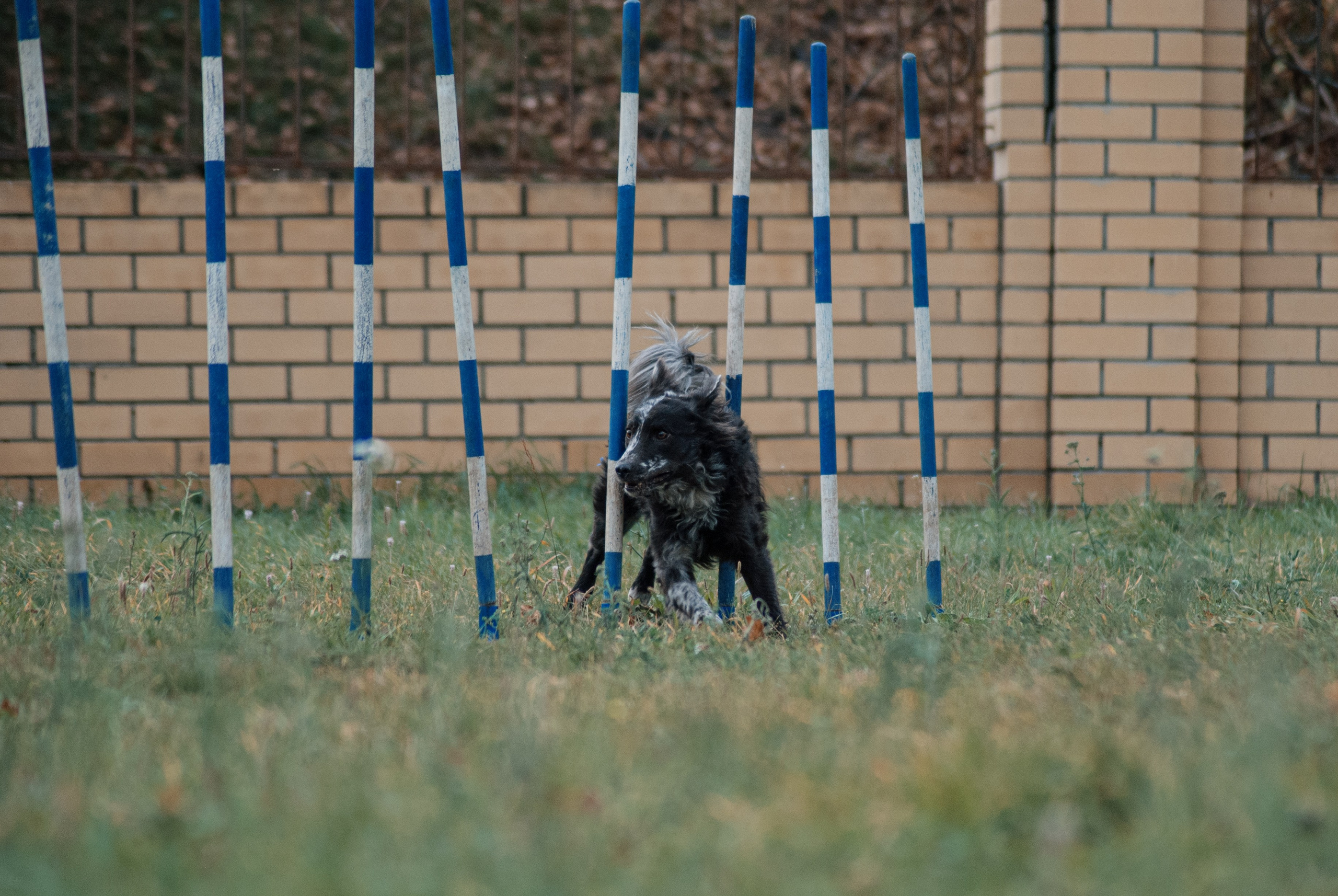 Аджилити. Фотограф в Тюмени Лизавета Сапицкая