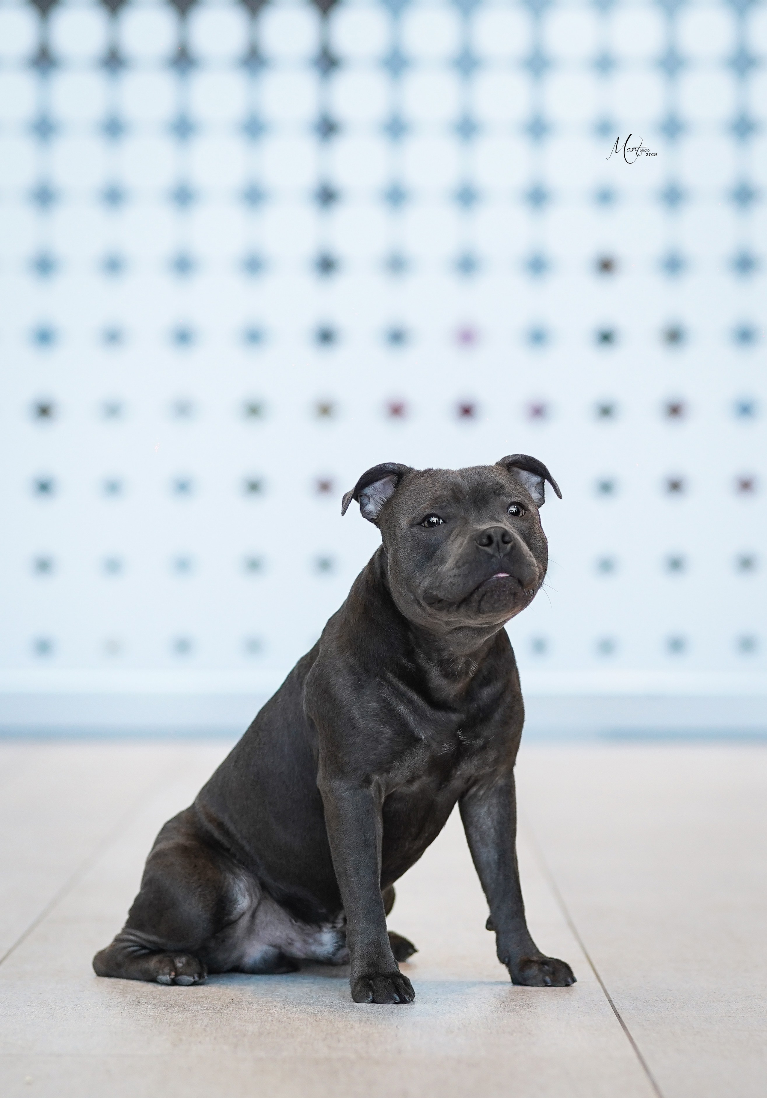 Выставки 2024. Фотограф-анималист в Санкт-Петербурге Яна Мартынова