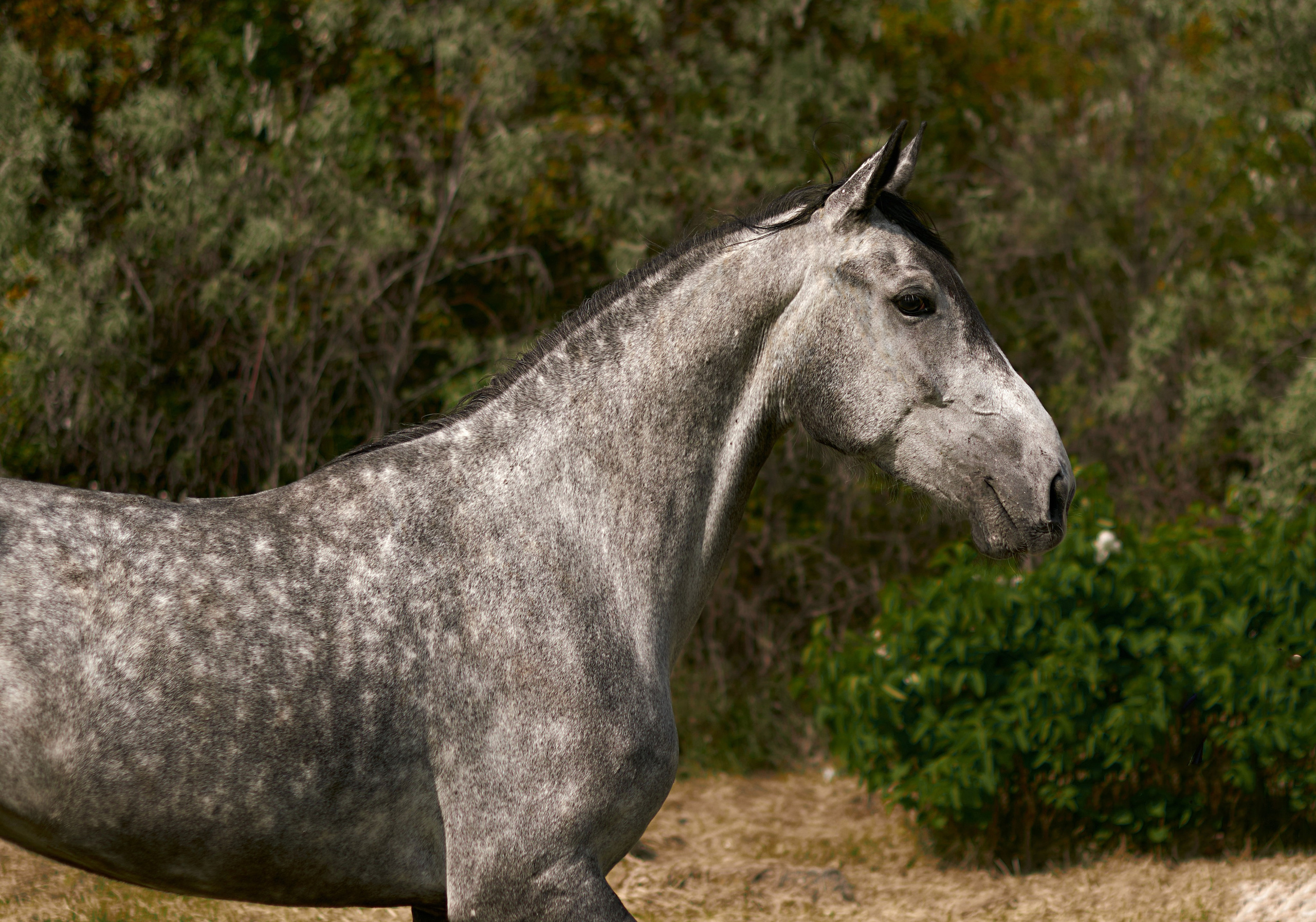 Глазурь. Фотограф в Севастополе