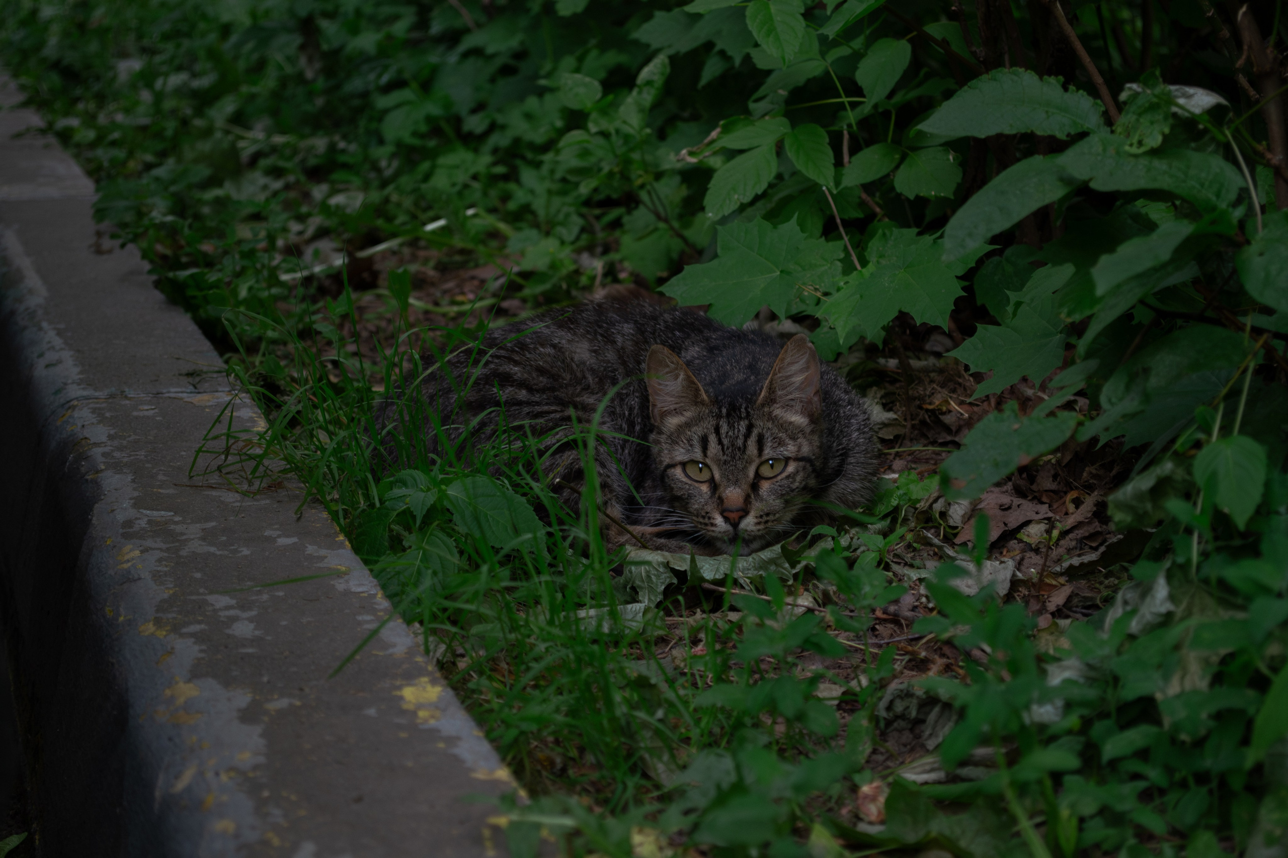 Cats.1. Dumshap | думшап