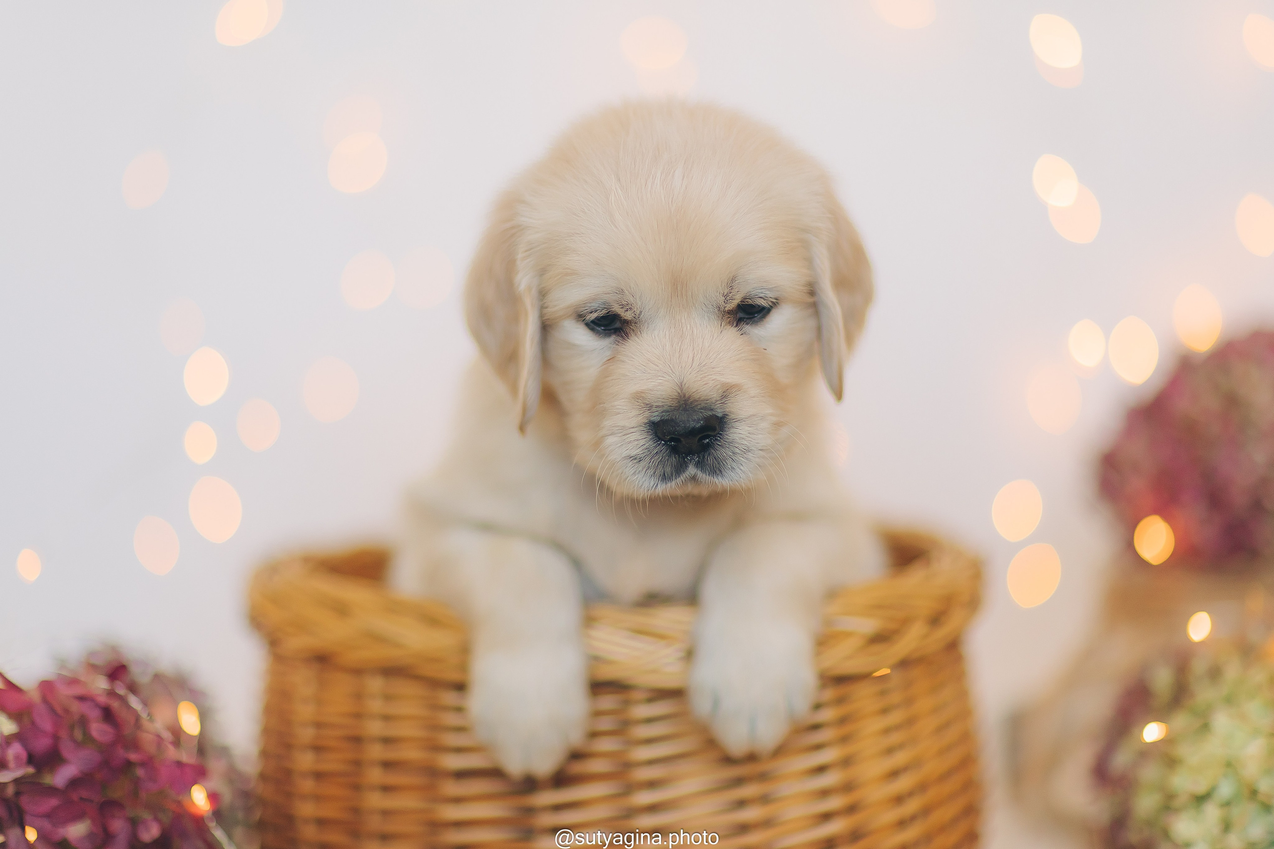Серая лента. Свадебный и женский фотограф