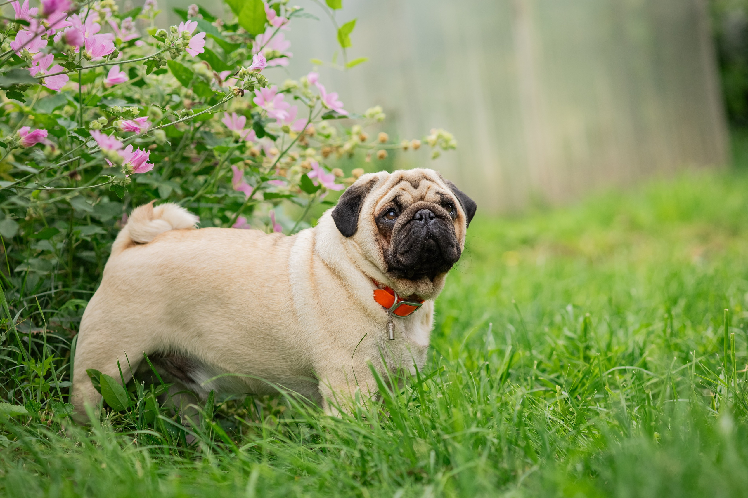 Сёма и Жужа. Август. Фотограф Яна Матвеева в Ижевске