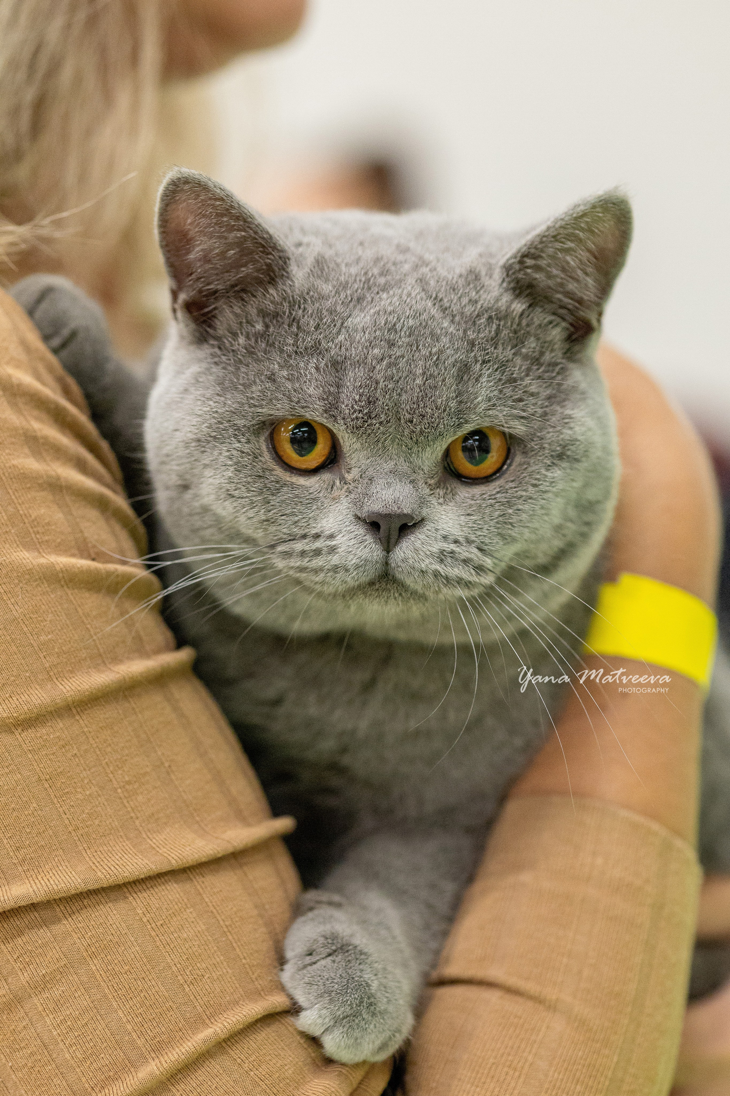 Кошки. Фотограф Яна Матвеева в Ижевске