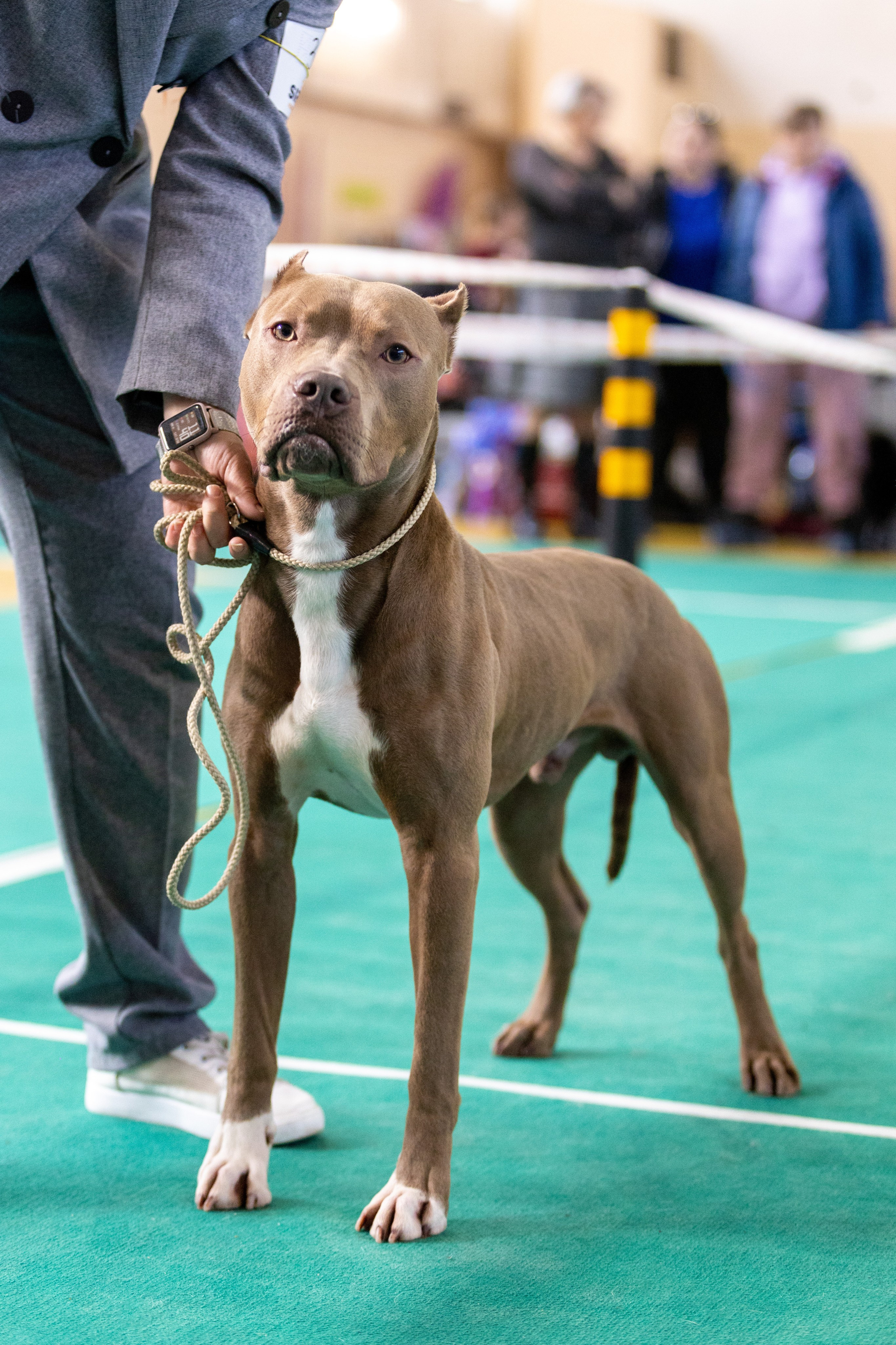 Собаки. Фотограф Яна Матвеева в Ижевске