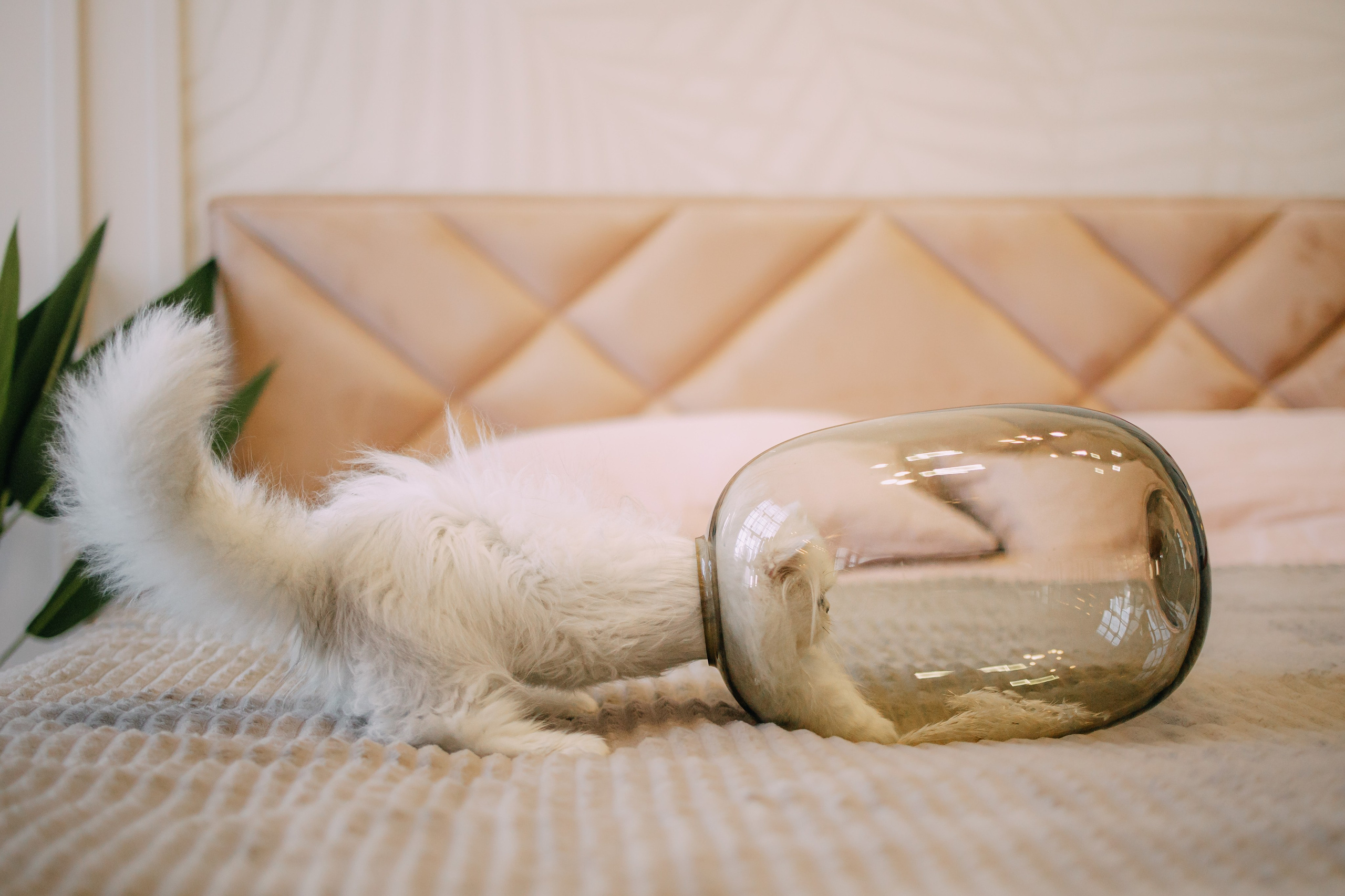 Султан, Мэй Мэй и Шанталь и их семья