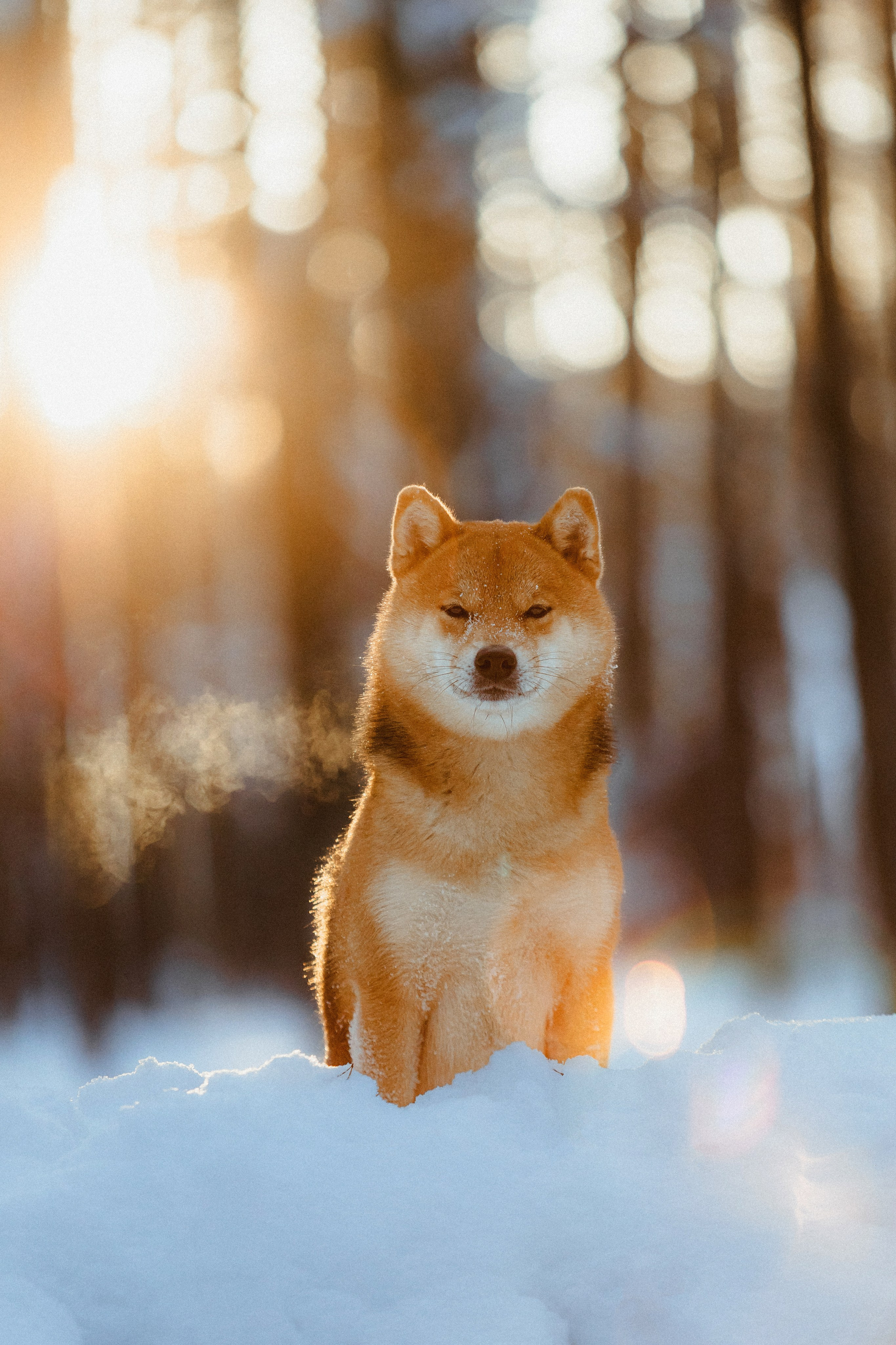 Шед, Цири и Ира