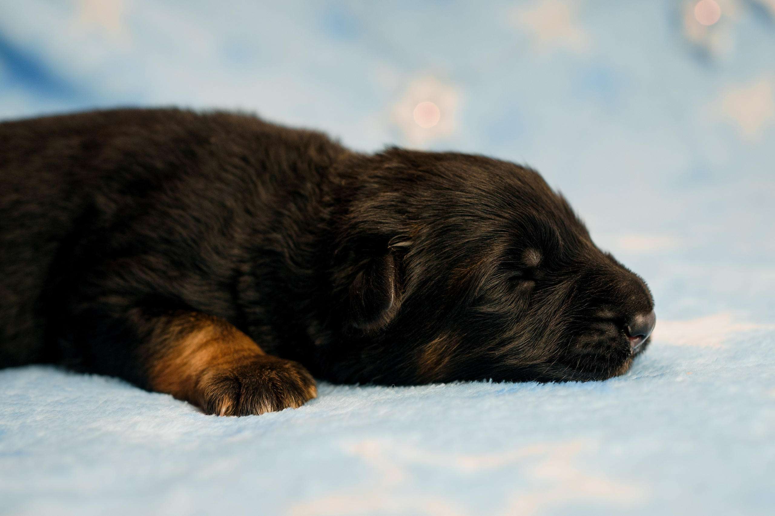 Новорожденные немецкие овчарки. Фотограф-анималист Анастасия Большакова