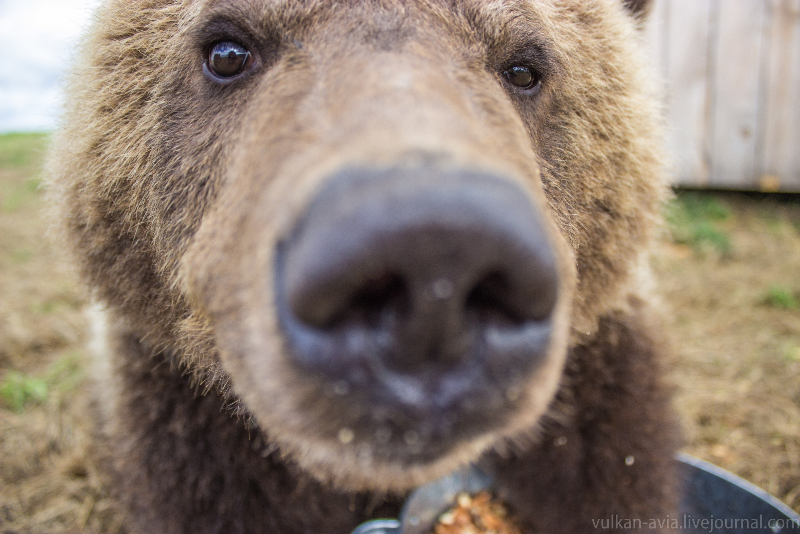 Медведь Мансур. Фотоальбом показывающий увлекательный мир авиации и мир медведей Андрея Иванова