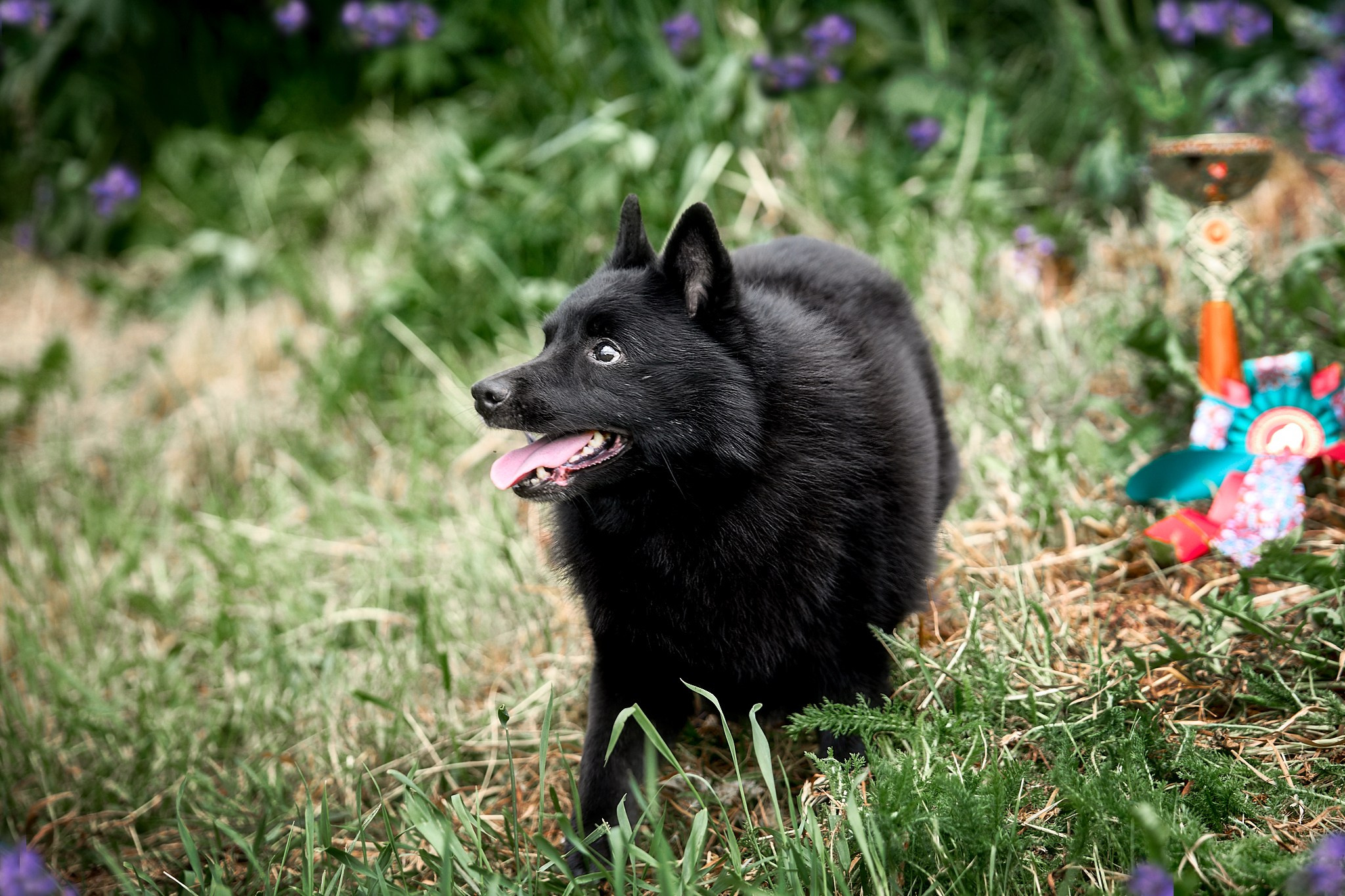 Шипперке Лунтик (BEACHVIEW'S MADE IN THE USA) 9 лет. Главная