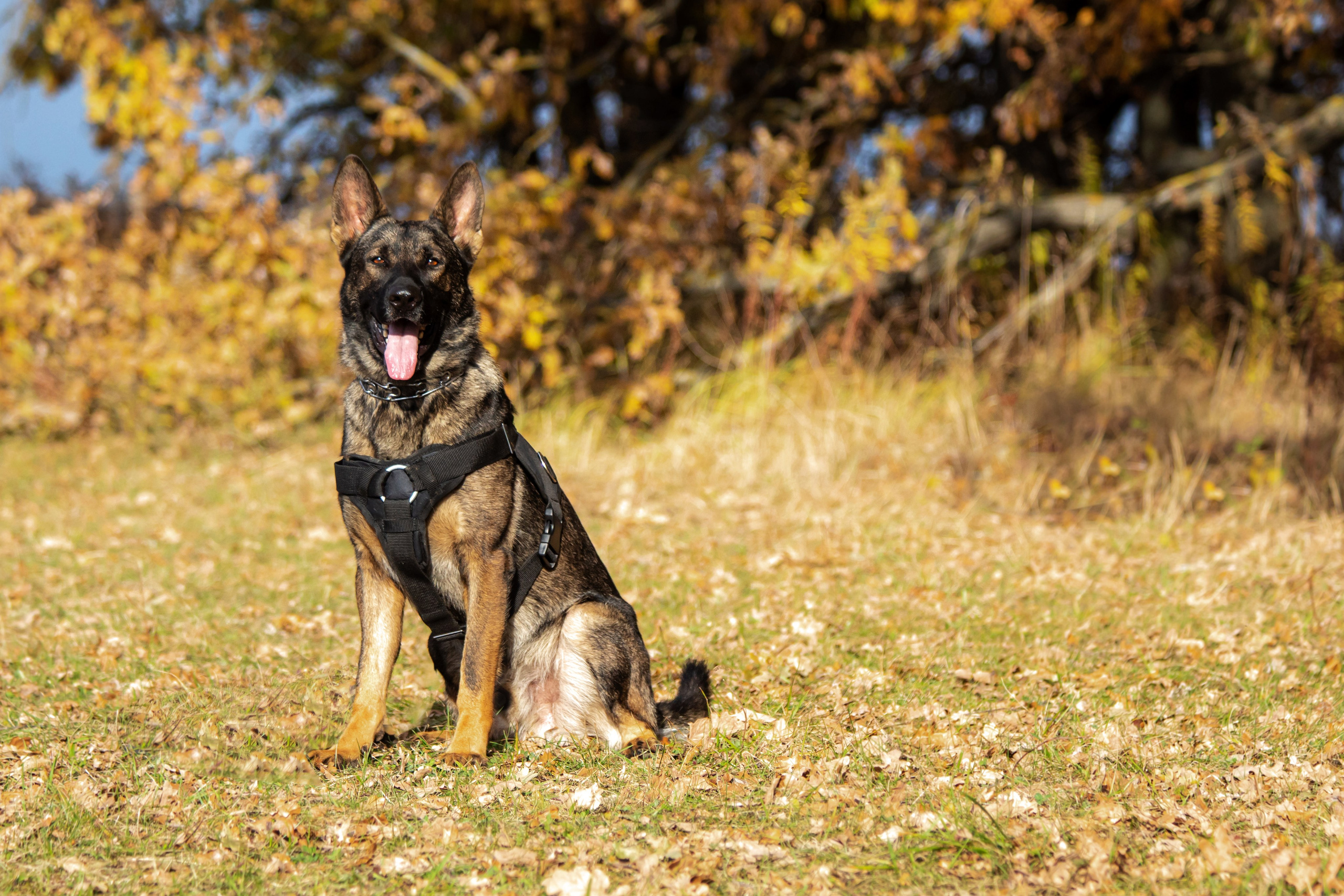Тренинг защитного раздела. Фотограф анималист — Тула, Москва