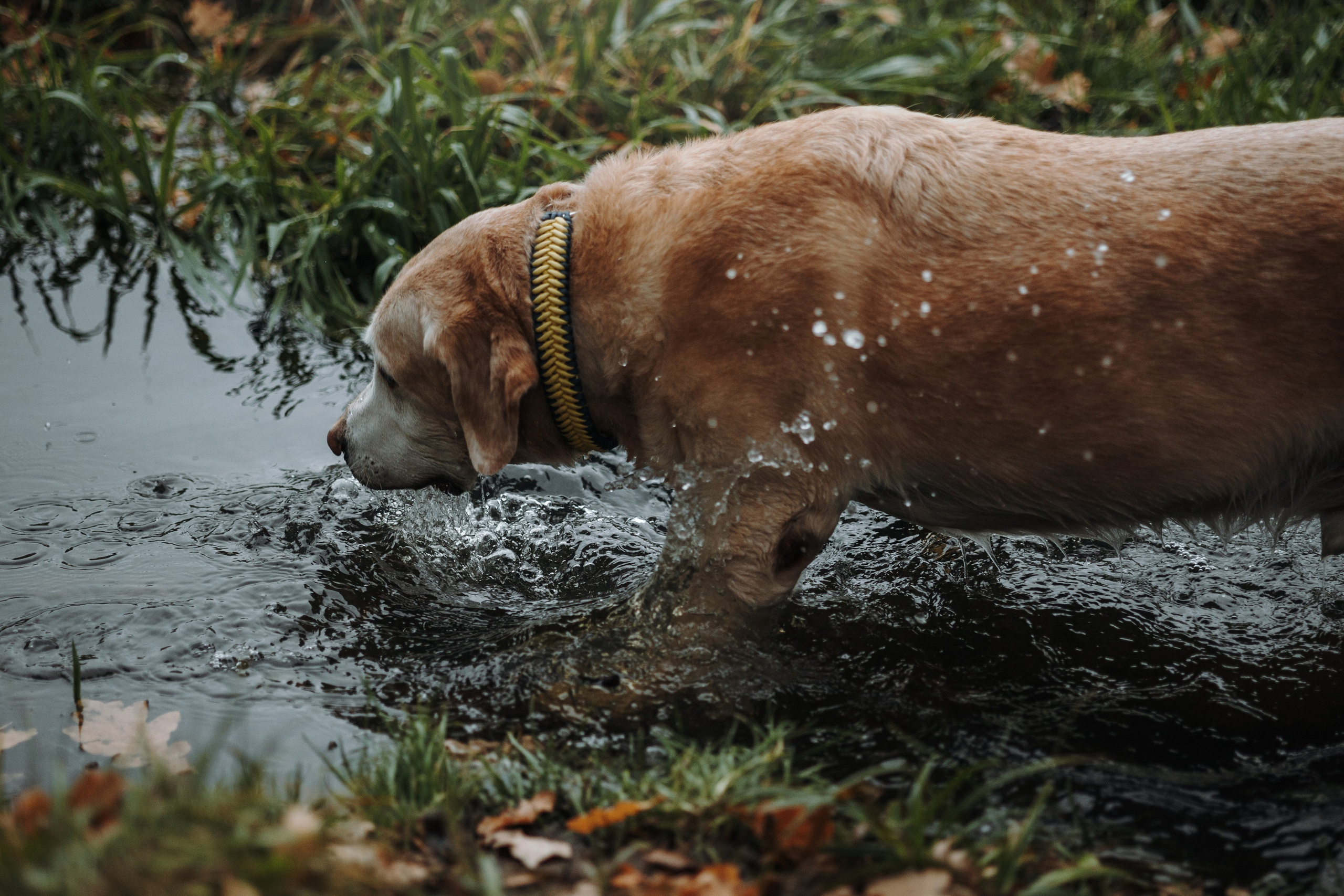 Оксана и Барон. Фотограф — Анималист | Санкт-Петербург
