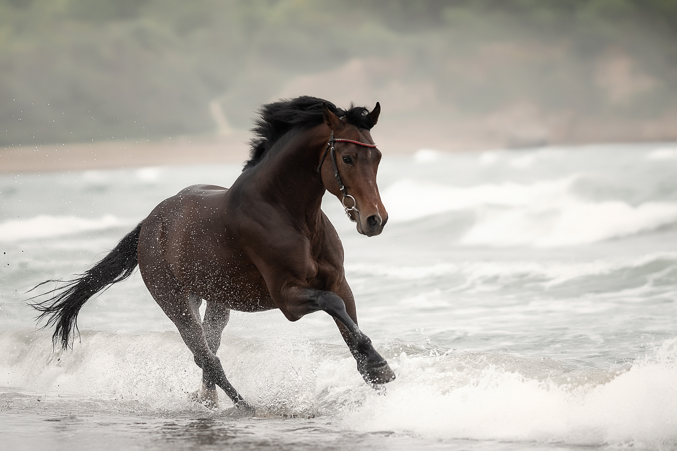 Фотографии животных. Фотограф Кочнова Диана город Владивосток