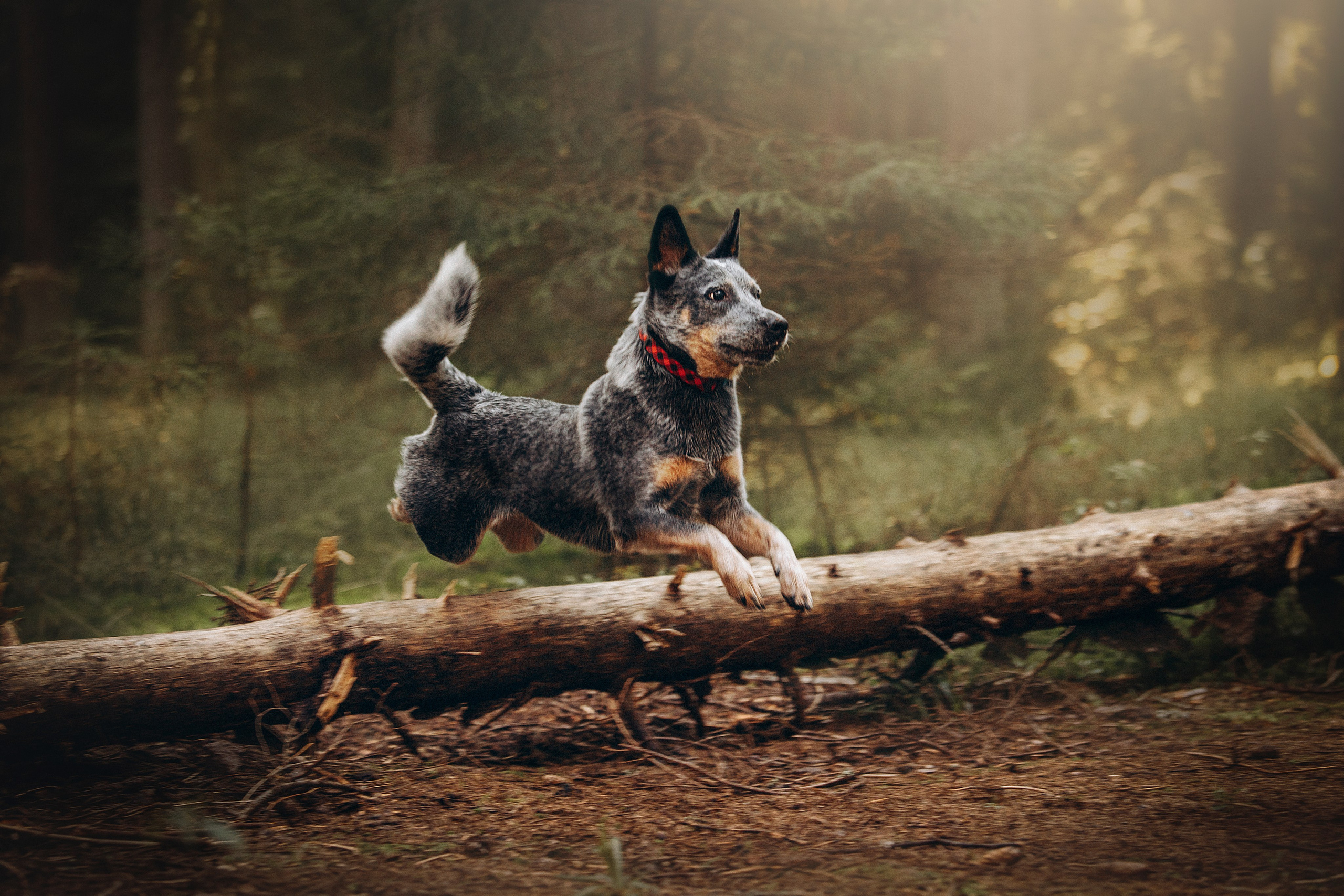 Оля и Мотечка. Фотограф — Анималист | Санкт-Петербург