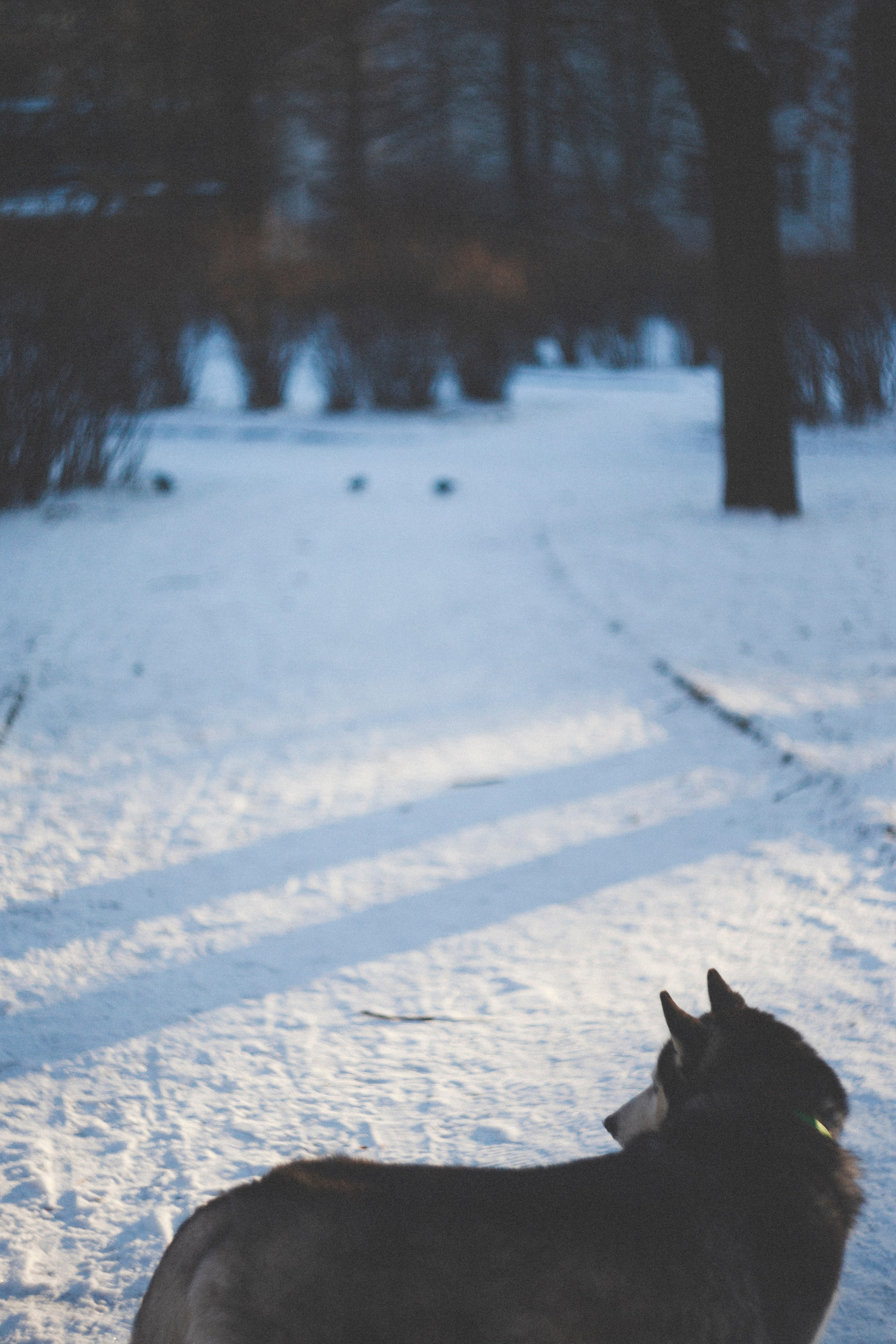 В Алексеевском саду. Фотограф Адигамова Юлия в Петербурге