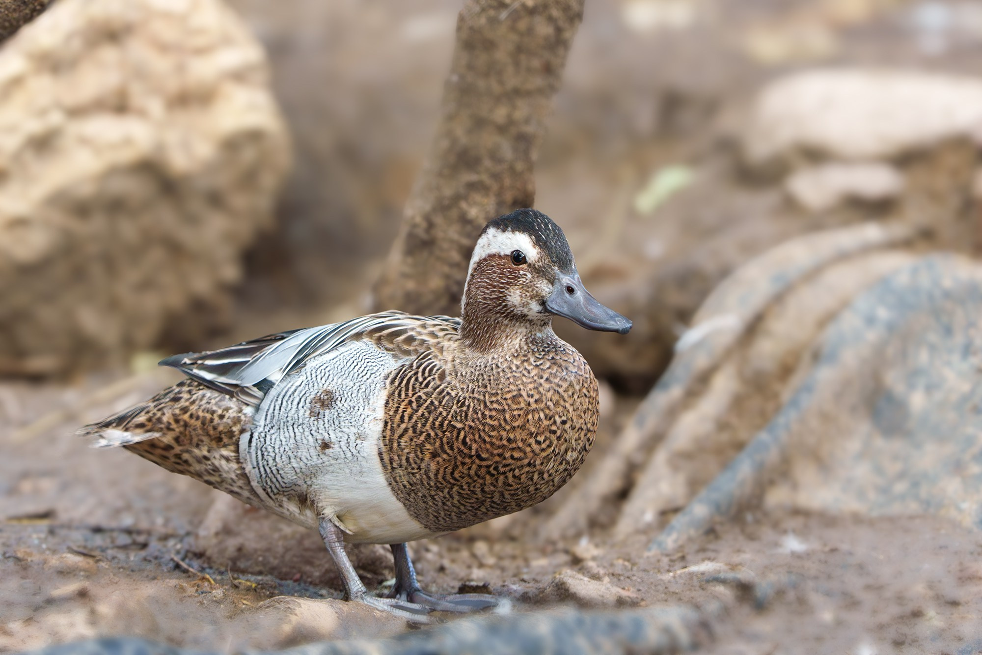 Удивительные мир птиц. Вокруг нас столько прекрасного — присмотритесь!. Ваш личный фотограф Марина Волкова