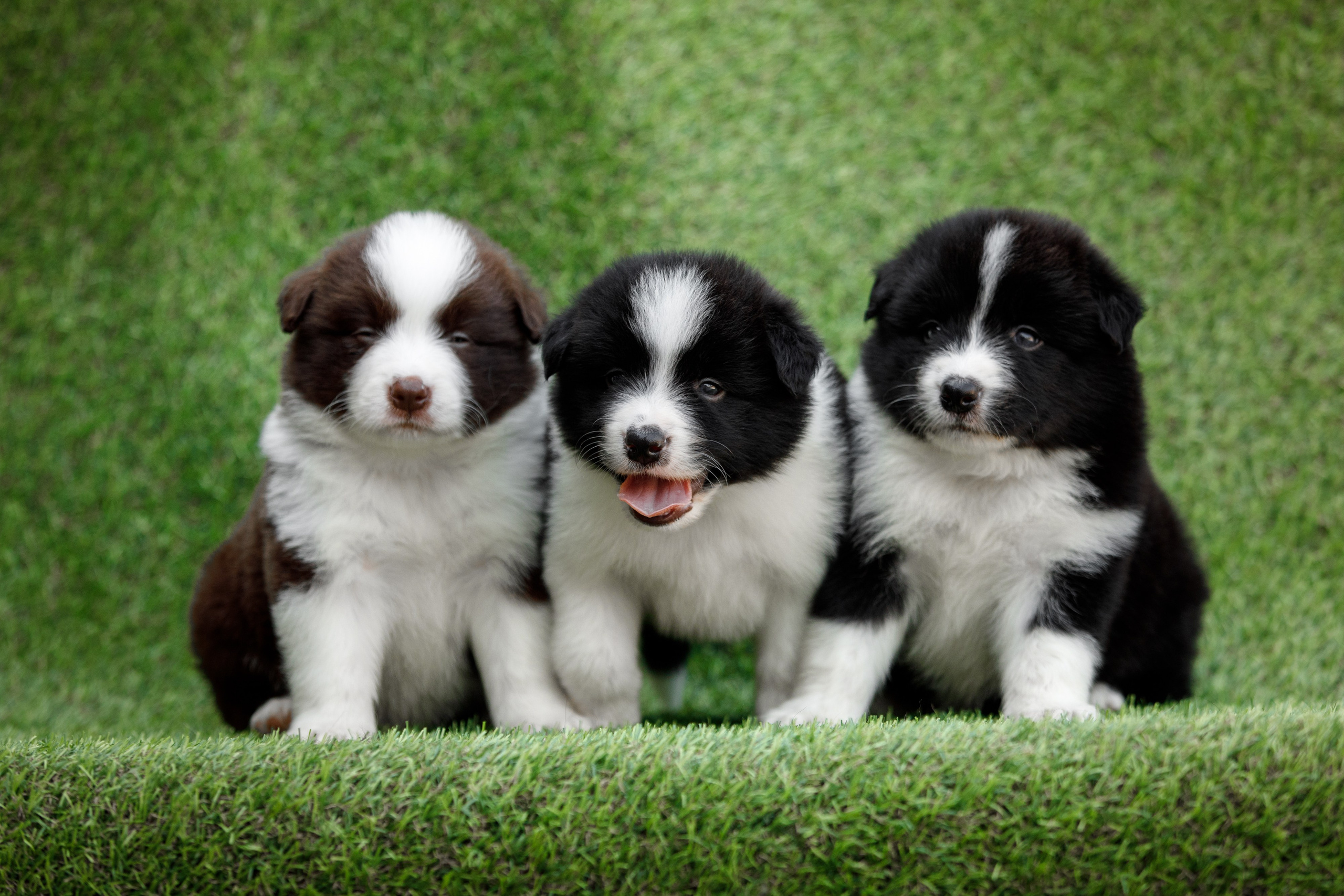 Смешарики. О нас