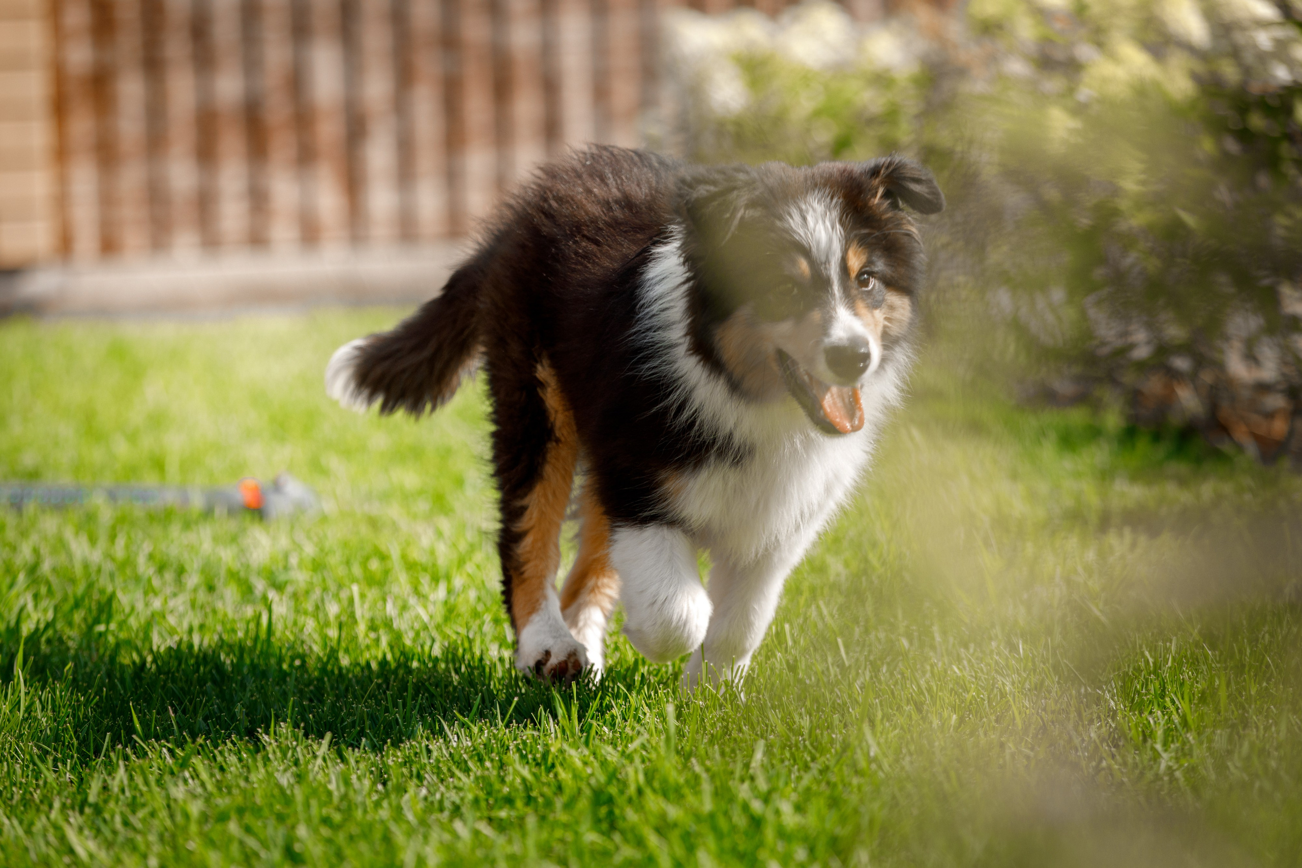 Смешарики. О нас