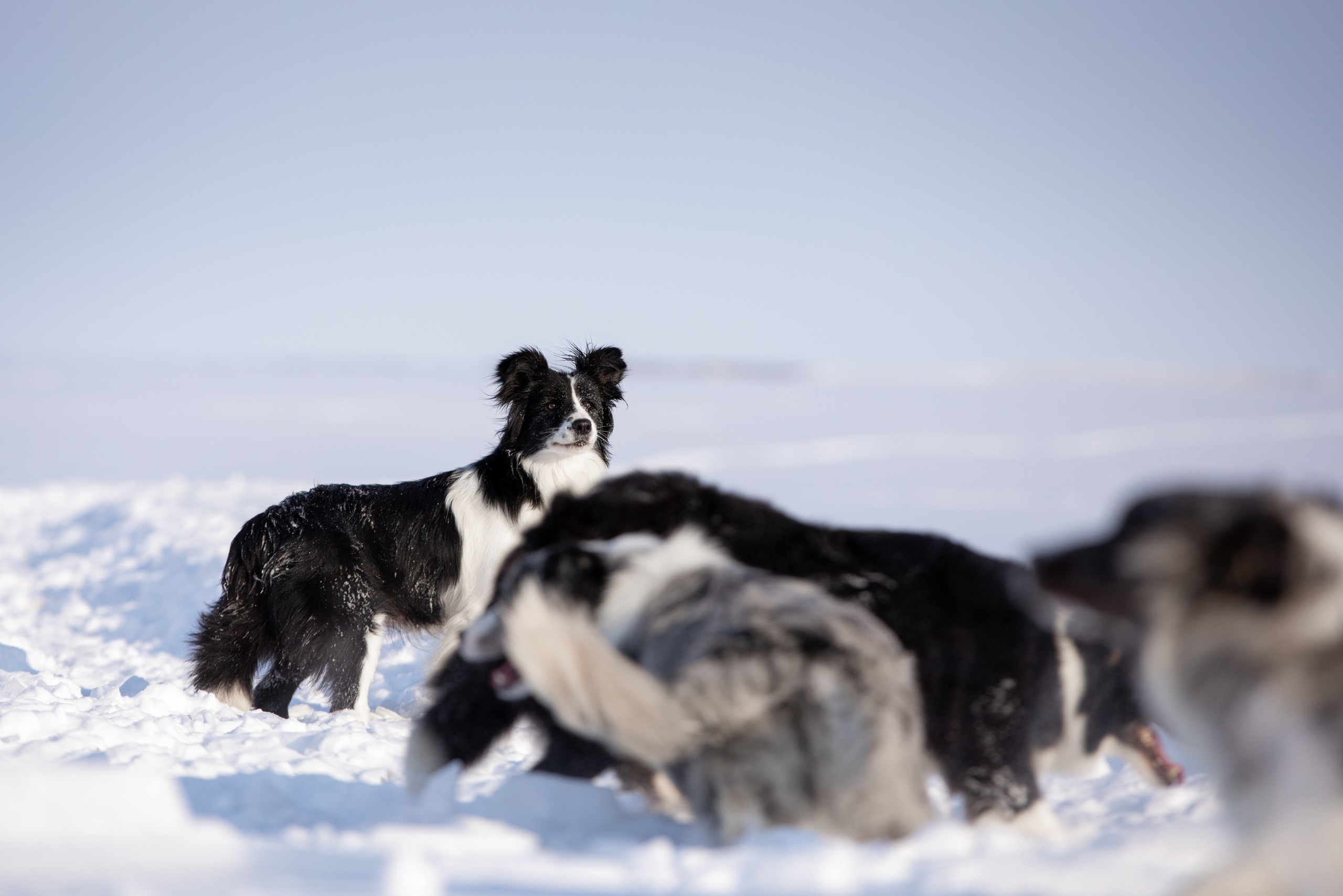 Мороз и солнце. О нас