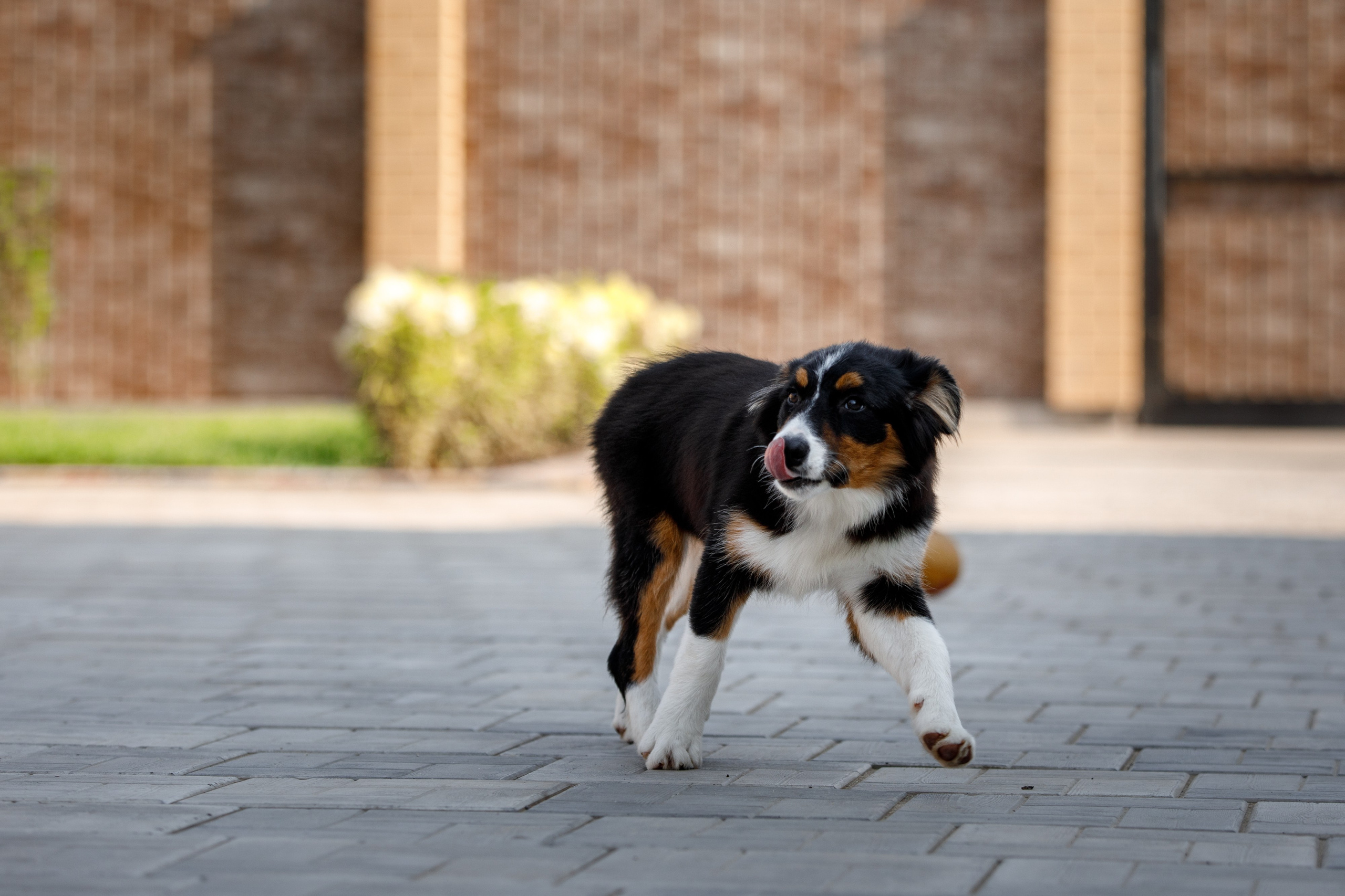 Смешарики. О нас