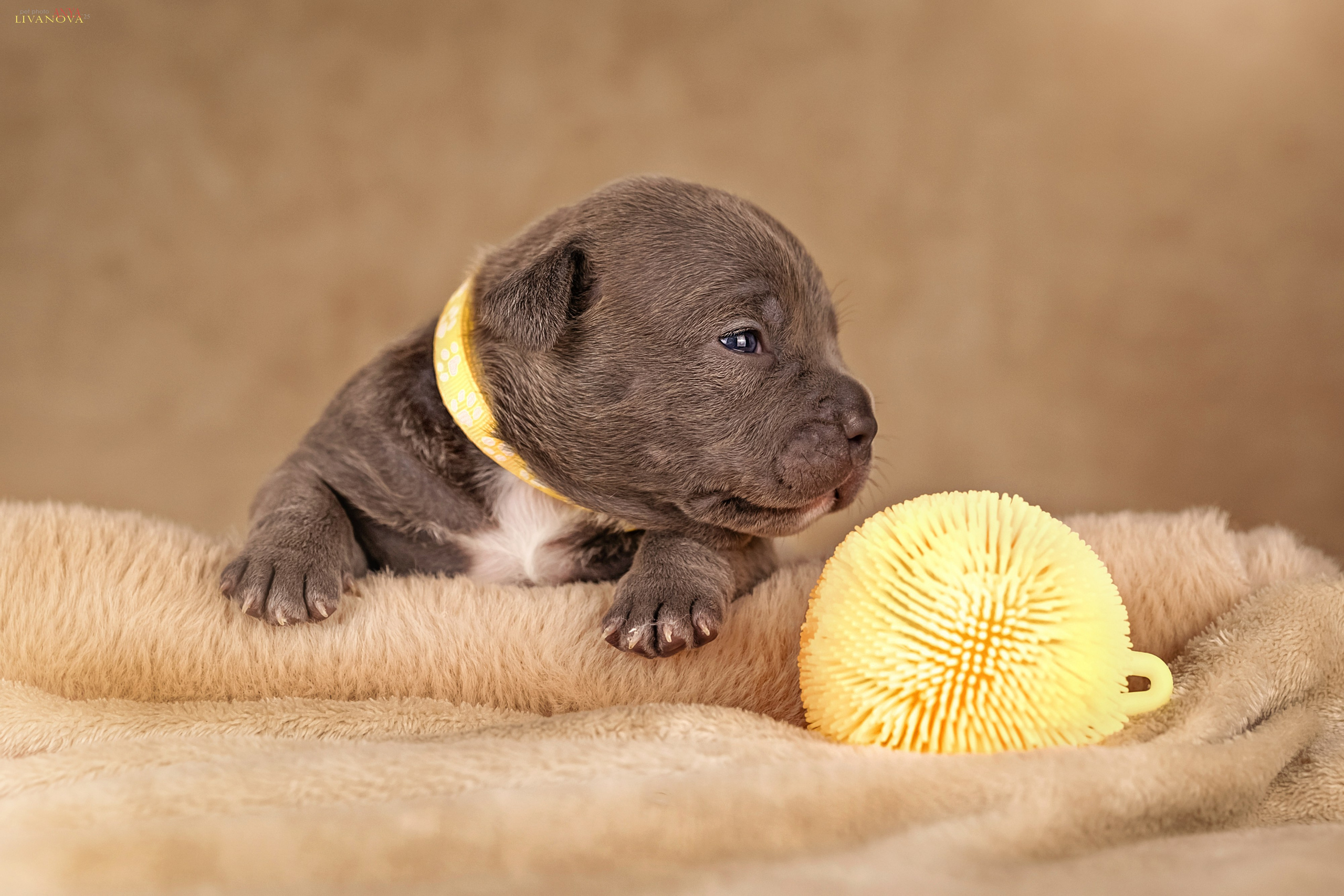 Амбулли. Фотограф анималист Аня Ливанова | Рыбинск