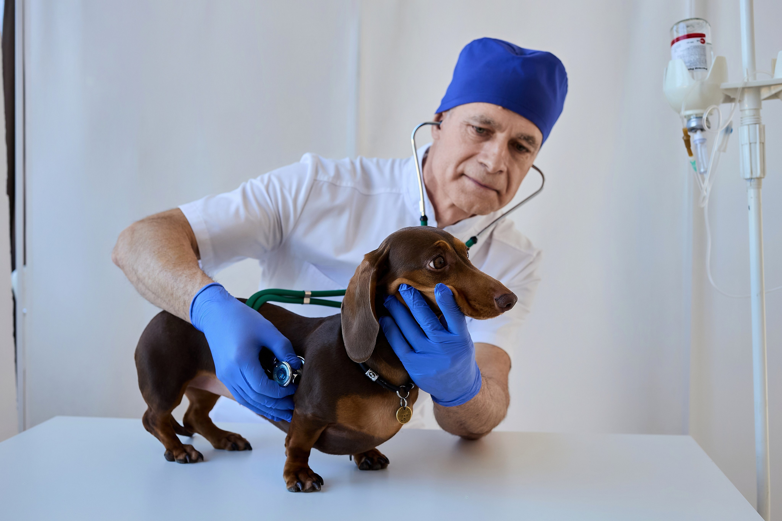 Контент для ветеринарного лендинга правительства Москвы. Фотограф и Видеограф в Москве. Олег Корушев